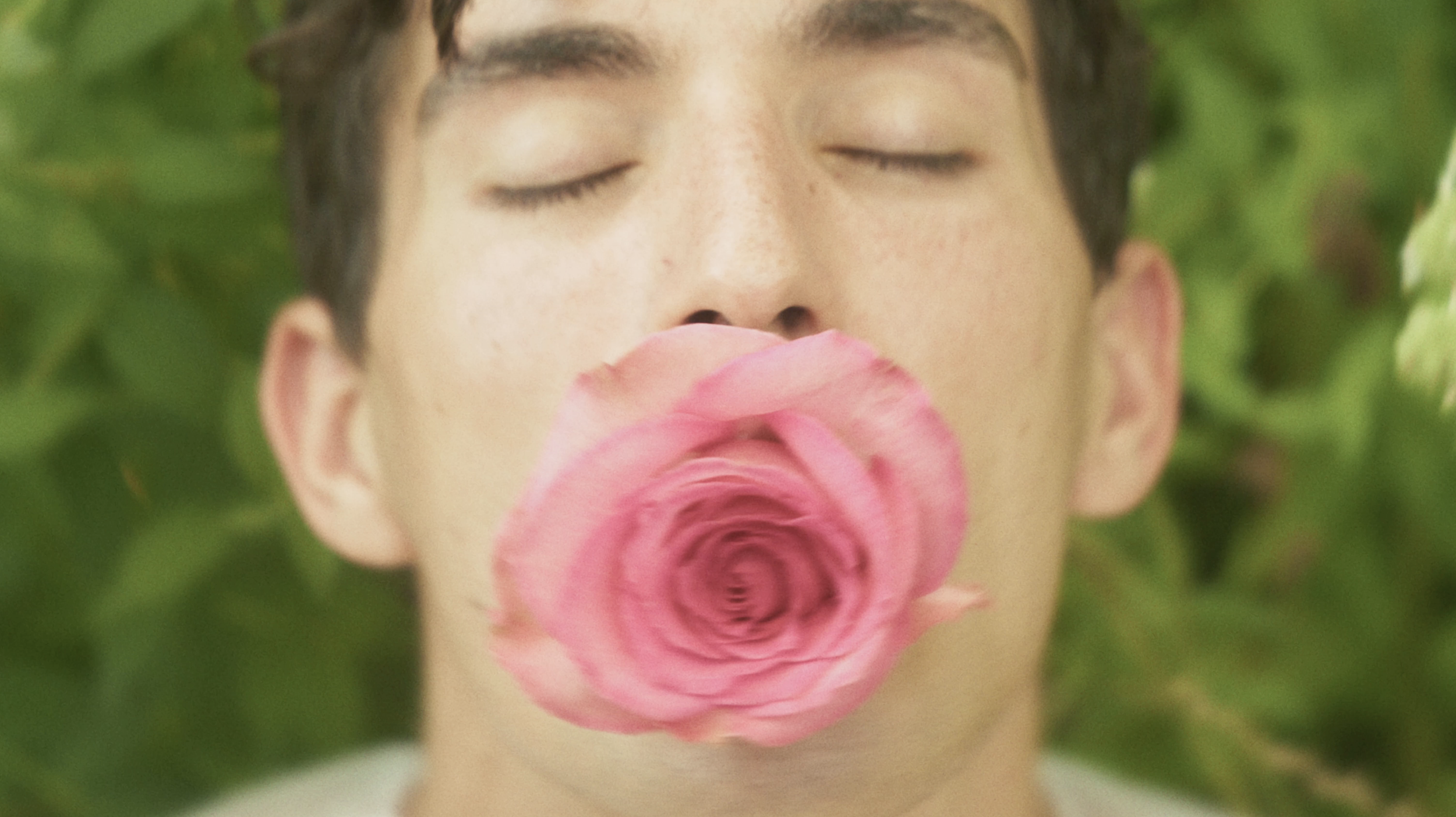 Adonis by Cauliflower