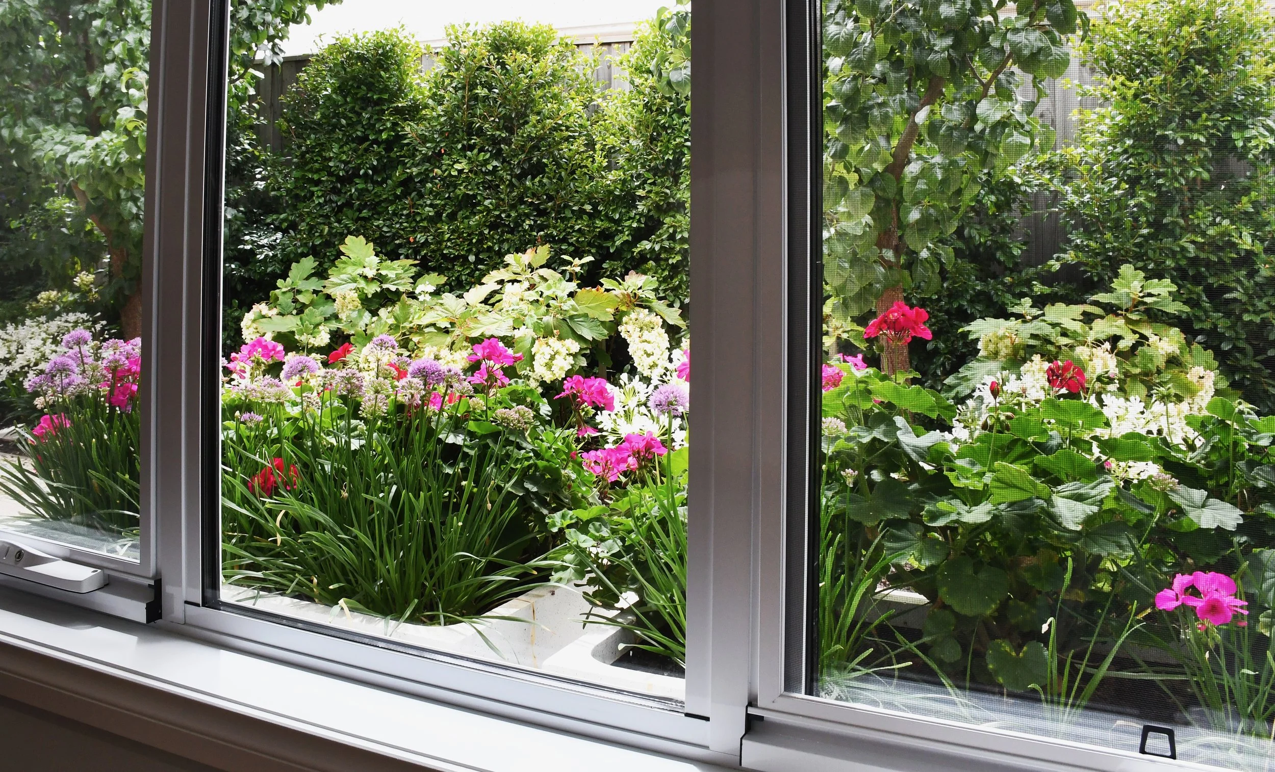 Cloudview interior view from the dining room windows looking out to the east garden. In the foreground, the window boxes with hot pink and purple blooms add a pop of colour to the white east garden  pear trees, dwarf agapanthus, oak leaf hydrangeas a