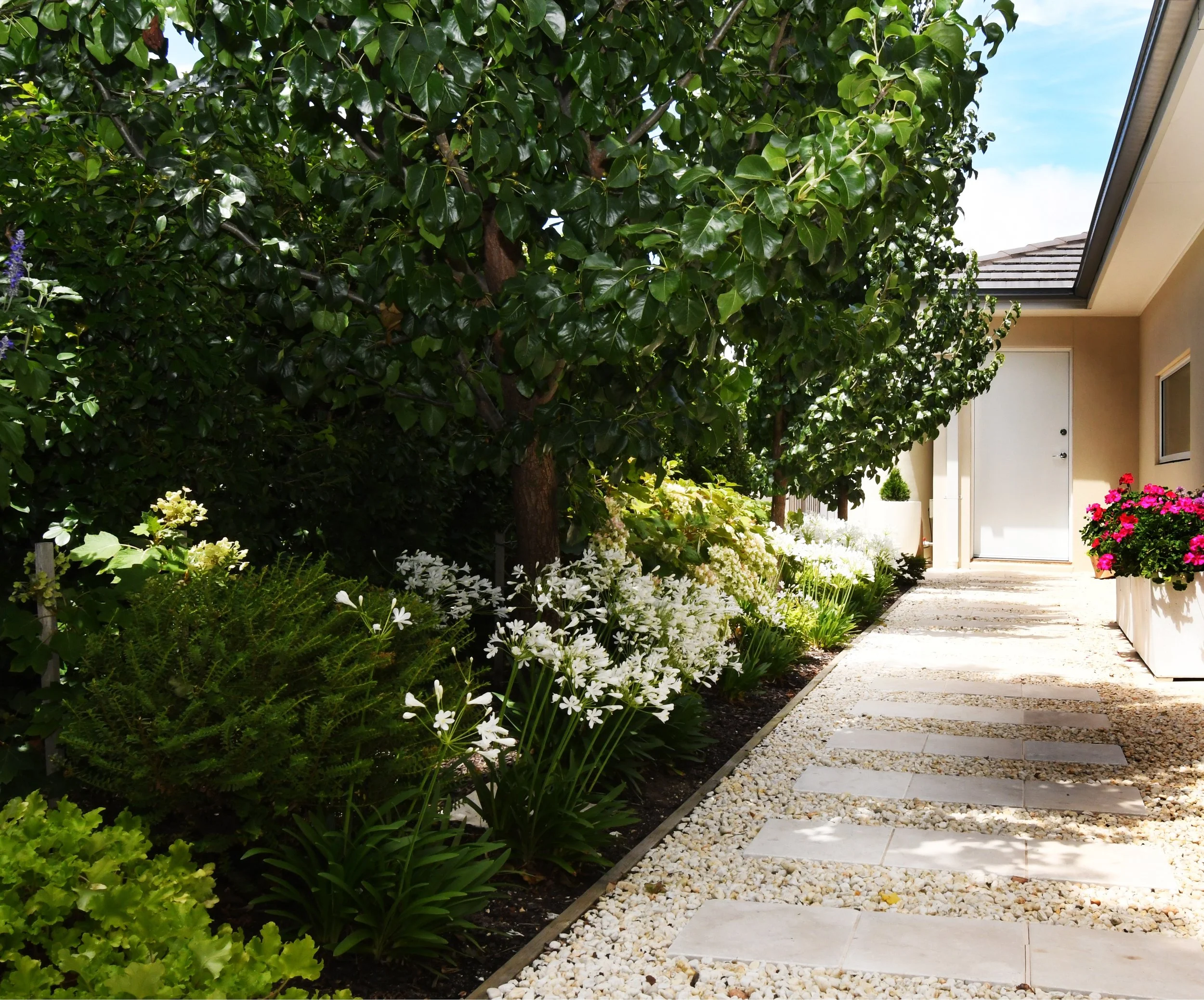 Cloudview exterior view from the pond towards to the front of the house taking in all the glory of the white east garden set off by beautiful deep green foliage on pear trees, dwarf agapanthus and oak leaf hydrangeas. The dining room window boxes wit