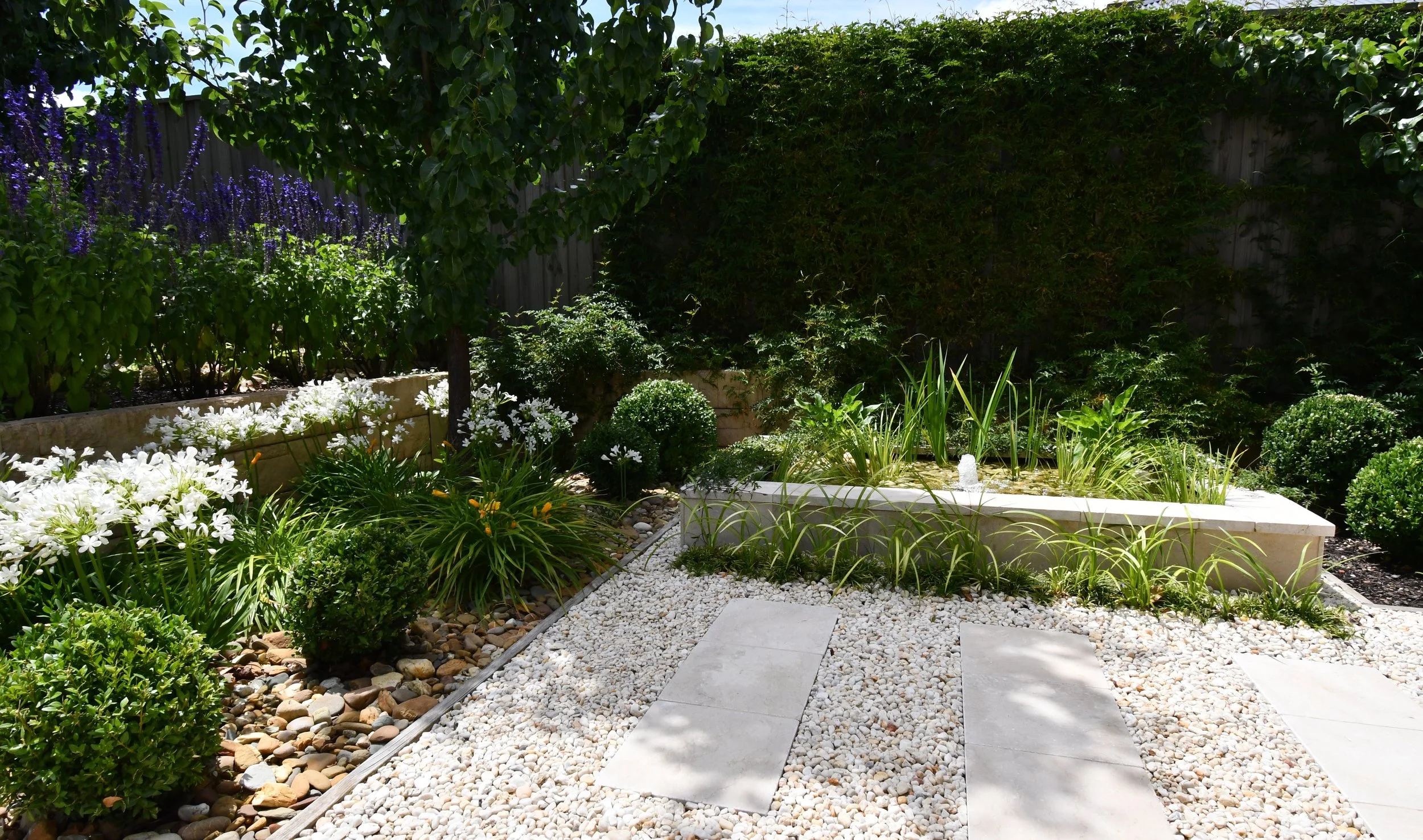 Cloudview garden pond behind cream marble stone paving and alongside elegant garden beds with purple salvias, yellow stella bellas and green English box balls
