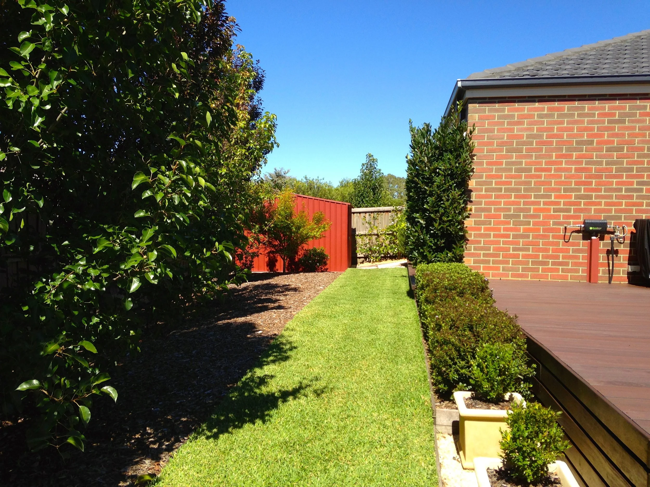 The rear garden at the Georgian Home features a large entertaining deck in merbau timber with a hebe hedge to complement its geometric lines.  A lush green lawn pathway sits between the herb garden by the house and deep garden beds filled with birche