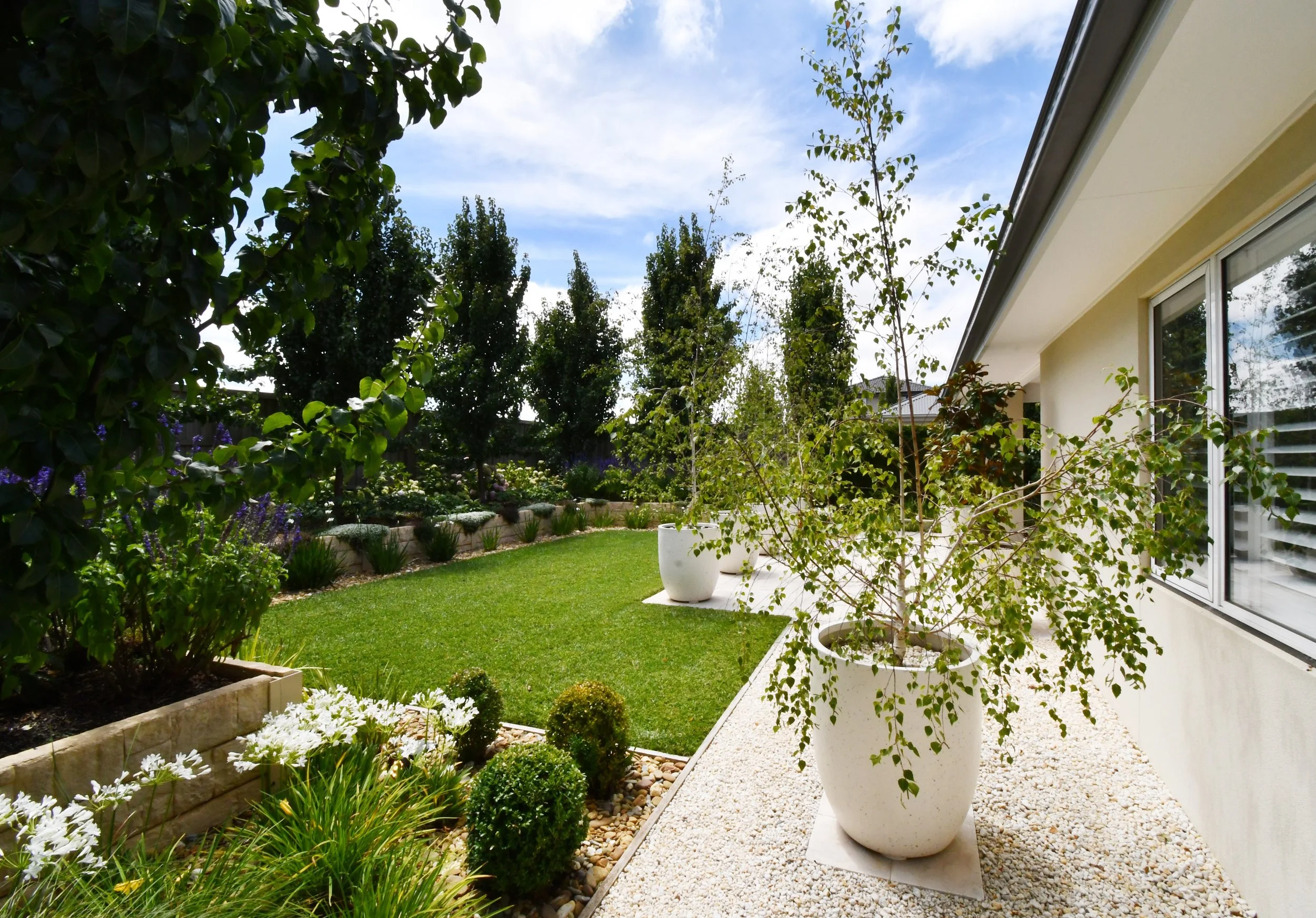 The Cloudview rear north facing garden viewed from the climbing rose on the west side features an open carpet of lawn surrounded by Siberian irises and raised beds filled with deep purple salvias, hellebores, hydrangeas and pear trees. A silver birch