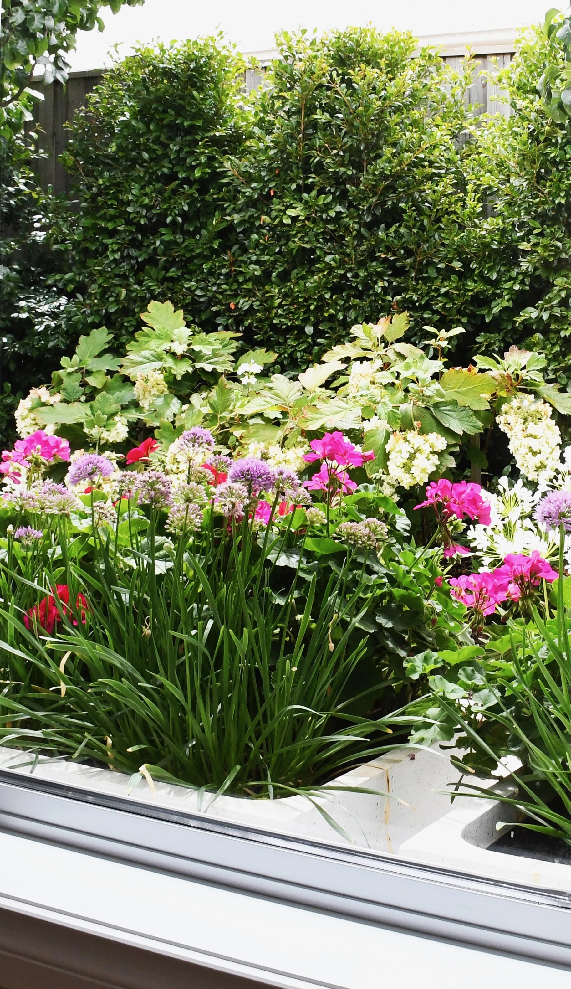 White window box with layers of purple alliums, hot pink geraniums, white oak leaf hydrangeas and a dark green lilly pilly hedge