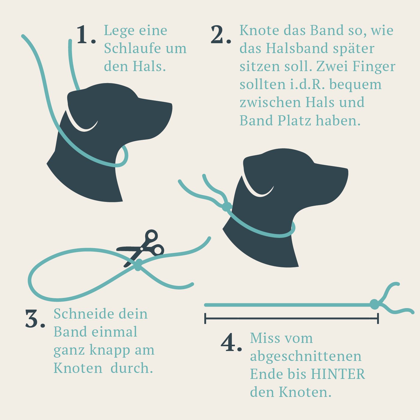 Anleitung zur Messung eines Hundehalsbands in vier Schritten. Schritt 1: Schlaufe um den Hals legen. Schritt 2: Band knoten, sodass zwei Finger Platz zwischen Hals und Band haben. Schritt 3: Band knapp am Knoten durchschneiden. Schritt 4: Vom abgeschnittenen Ende bis hinter den Knoten messen. Grafiken zeigen einen Hund mit Band, Schere und Messlinie.