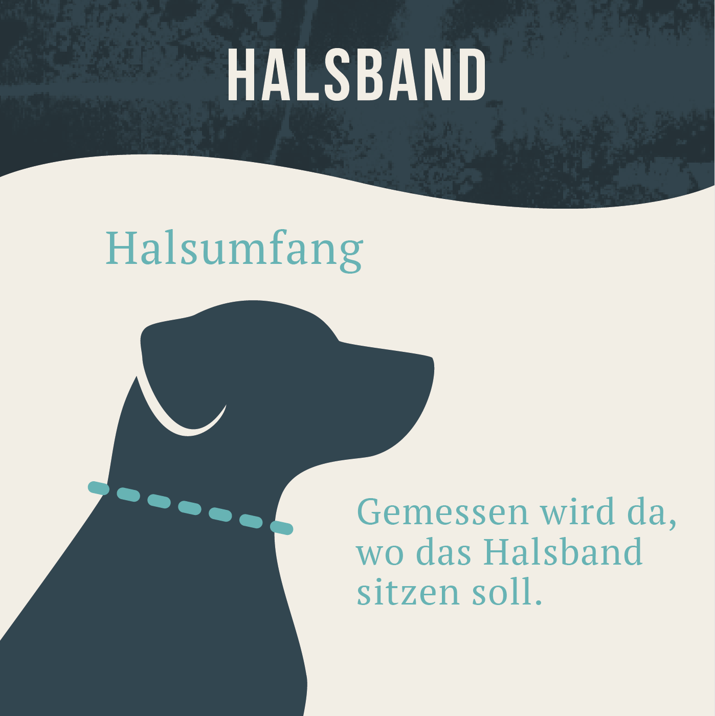 Illustration eines Hundes mit Text "Halsband" oben. Hervorgehoben ist der Hundeumriss mit angedeutetem Halsband. Text: "Halsumfang" und "Gemessen wird da, wo das Halsband sitzen soll."