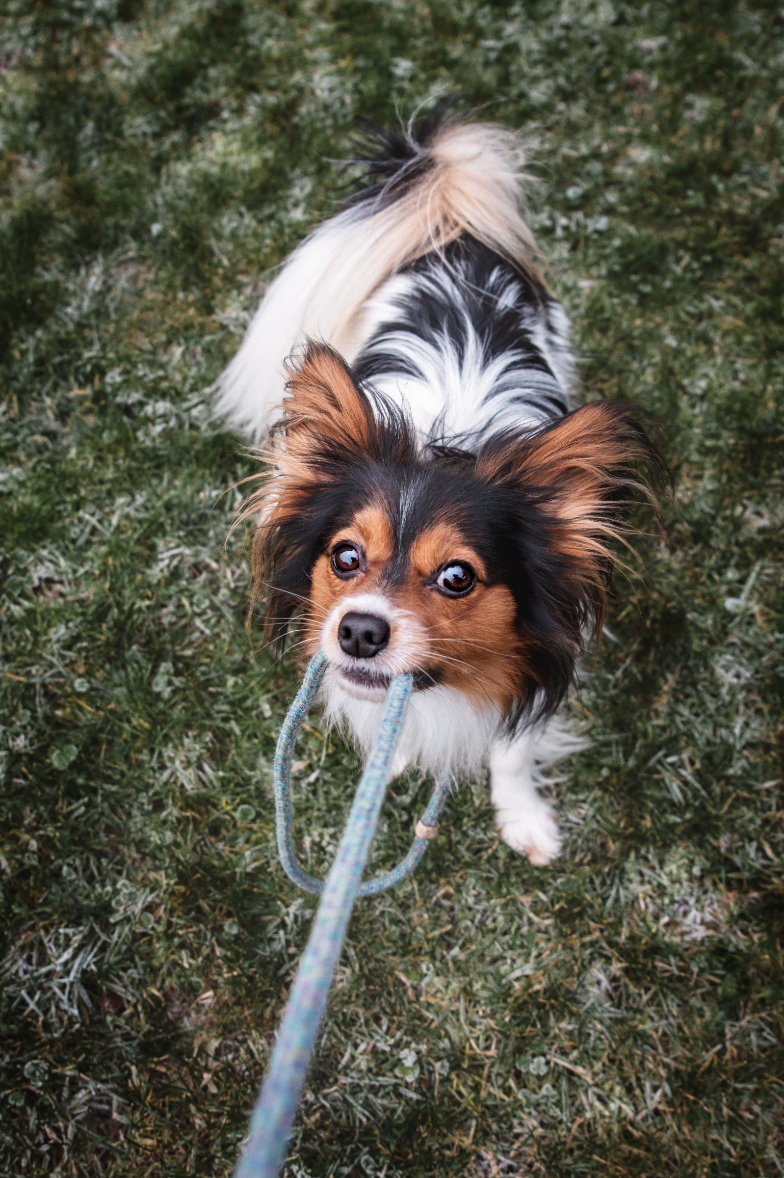 Kleiner Hund mit langem Fell, der ein Seil im Maul hält, steht auf einer gefrorenen Wiese.