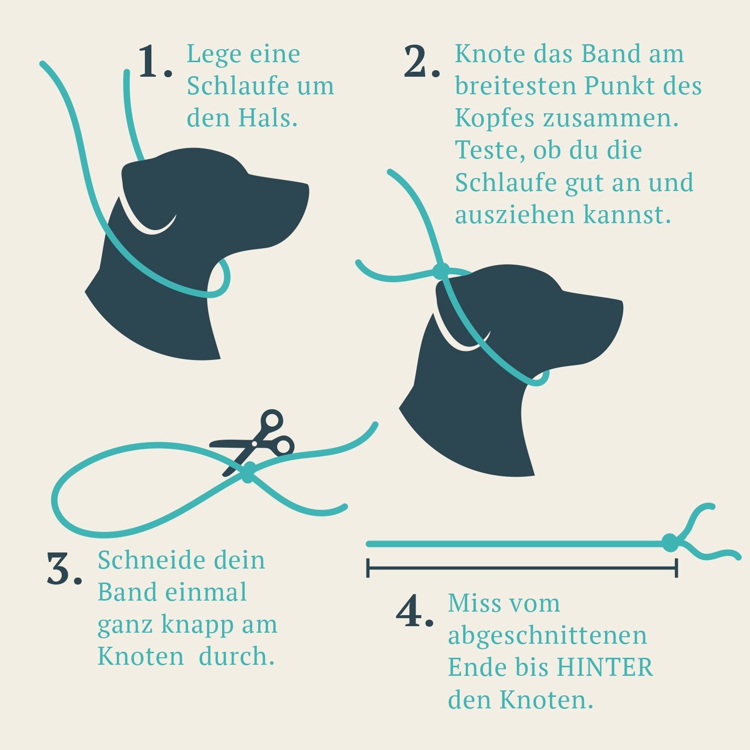 Anleitung zur Herstellung eines Hundehalsbandes in vier Schritten: 1. Lege eine Schlaufe um den Hals des Hundes. 2. Knote das Band am breitesten Punkt des Kopfes zusammen. Teste die Passform der Schlaufe. 3. Schneide das Band knapp am Knoten durch. 4. Miss die Länge vom abgeschnittenen Ende bis hinter den Knoten. Illustrationen eines Hundekopfes mit einem Seilband.
