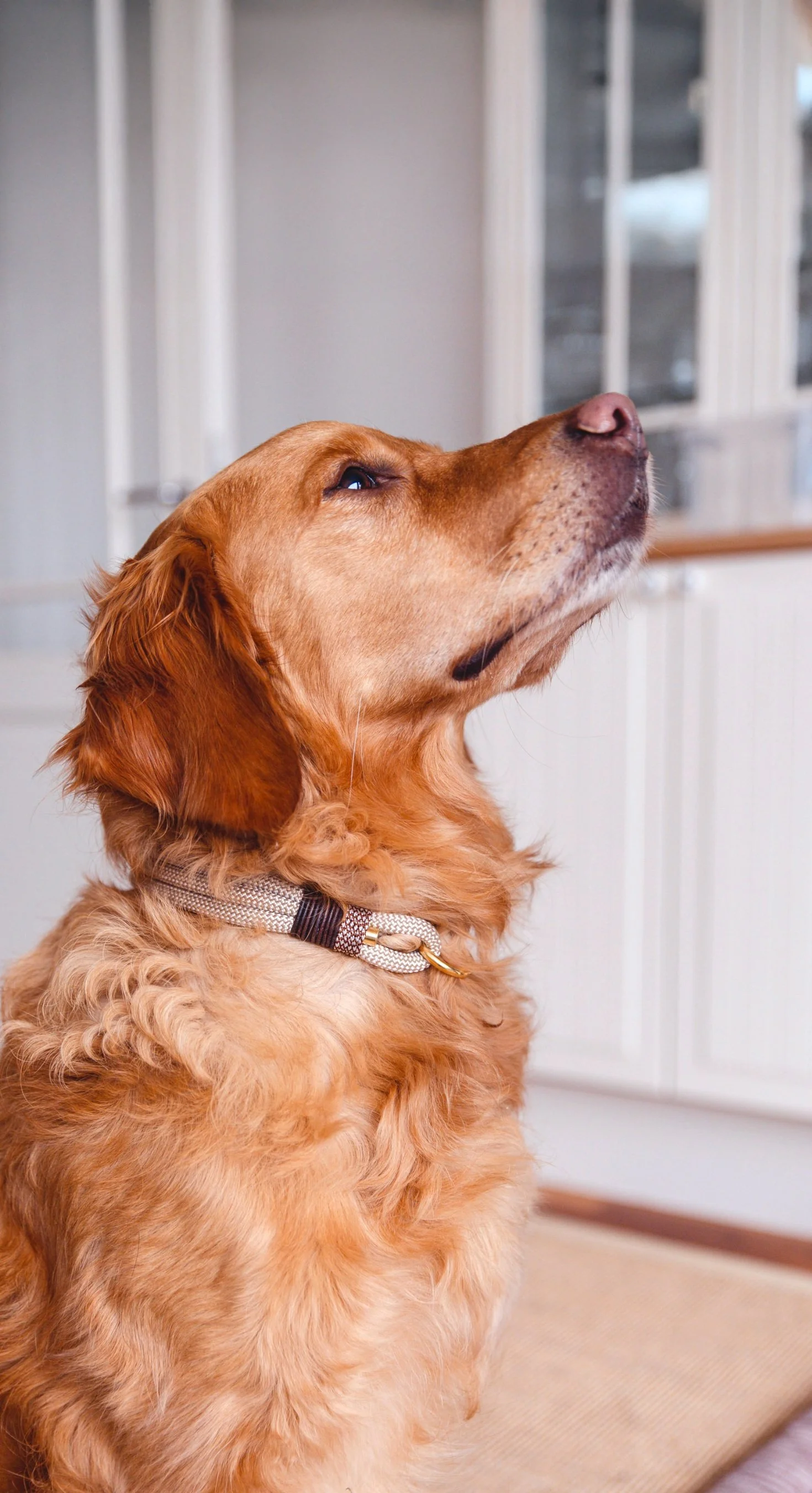 Golden Retriever sitzt drinnen und schaut nach oben.