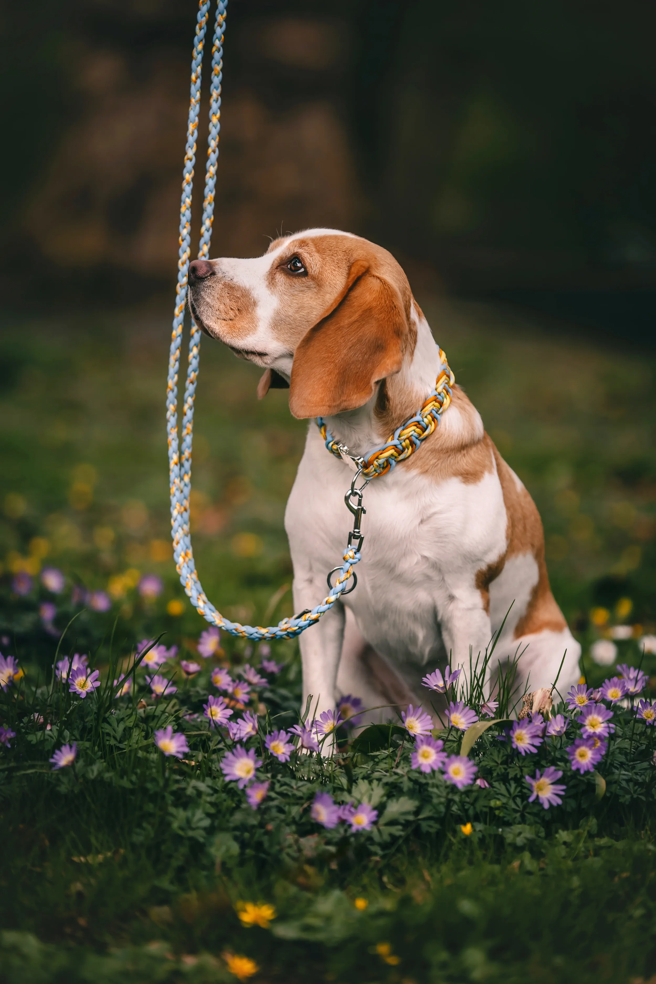 Oh Nice Fotografie Produktfotografie Paracord-Halsband und Leine