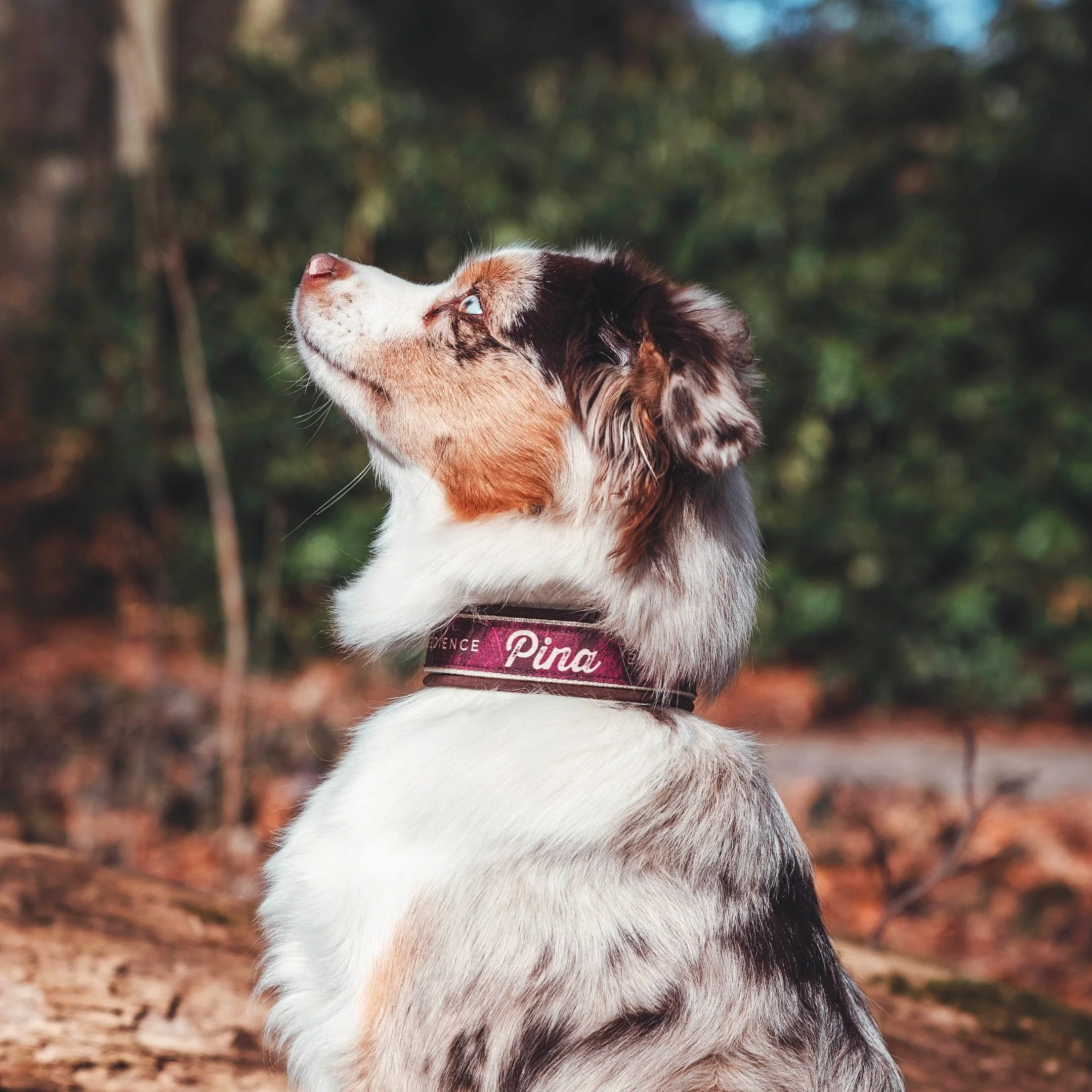 Ein Hund mit mehrfarbigem Fell trägt ein Halsband mit der Aufschrift 'Pina'. Der Hund sitzt draußen, es sind Bäume im Hintergrund sichtbar.