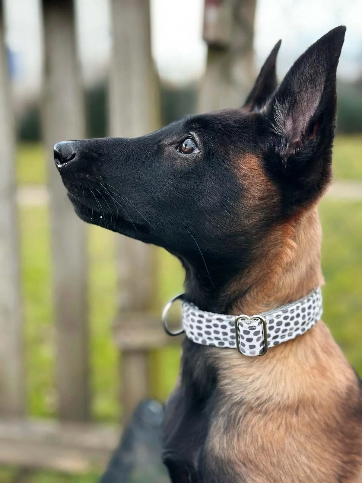 Gretel | Welpenhalsband Mini Dots