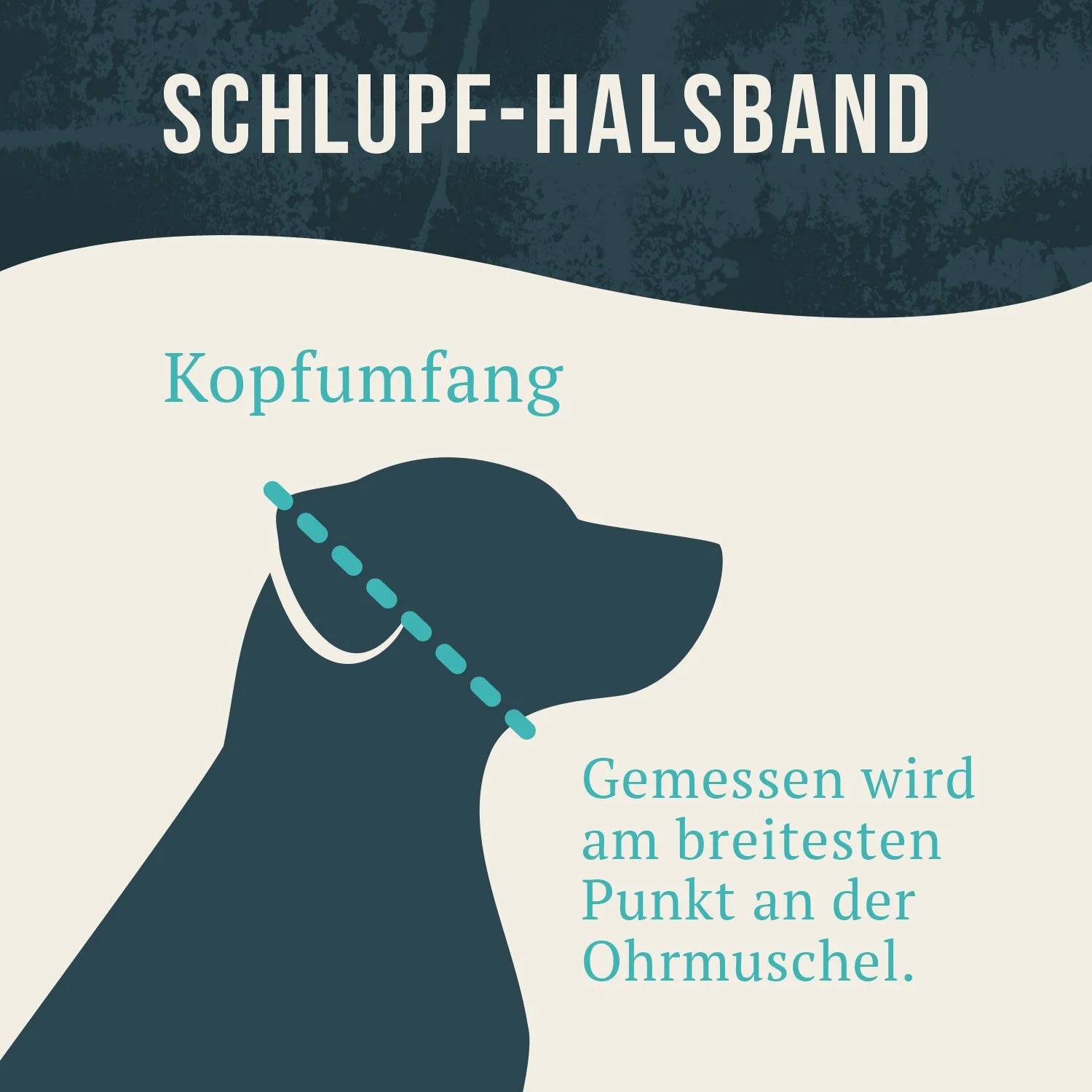 Illustration eines Hundes mit einem Schlupf-Halsband. Der Kopf des Hundes ist hervorgehoben, um den Kopfumfang zu messen. Text erklärt, dass der Kopfumfang am breitesten Punkt der Ohrmuschel gemessen wird.