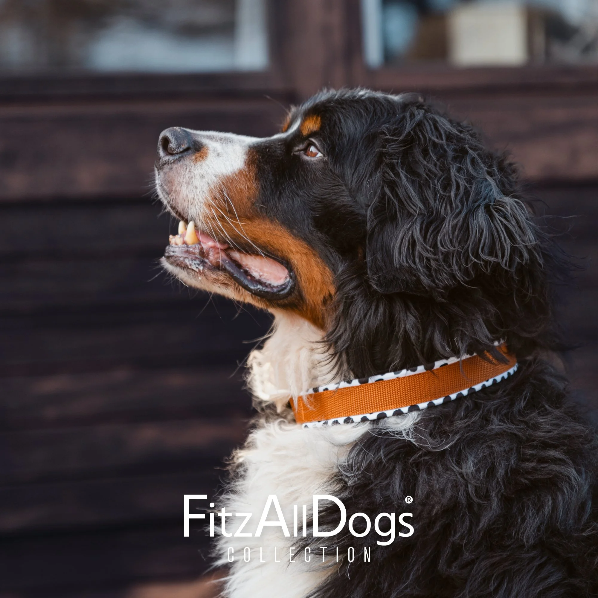 Zugstopp-Halsband "FitzToMuk"