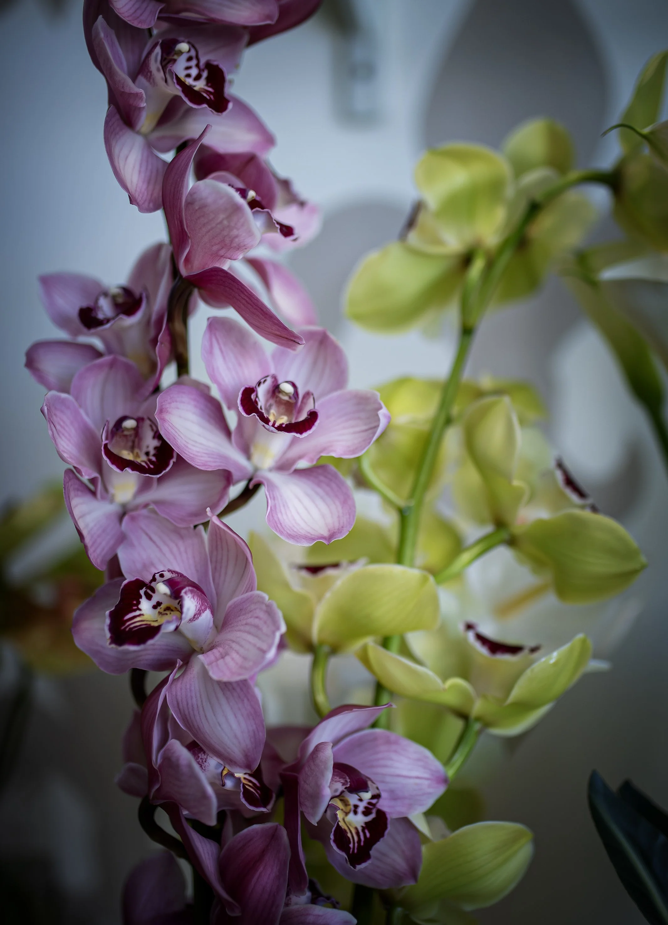 Orchidee bianche e rosa con foglie verdi