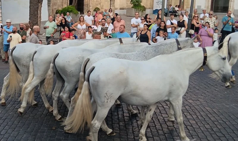 Horse 2.jpg