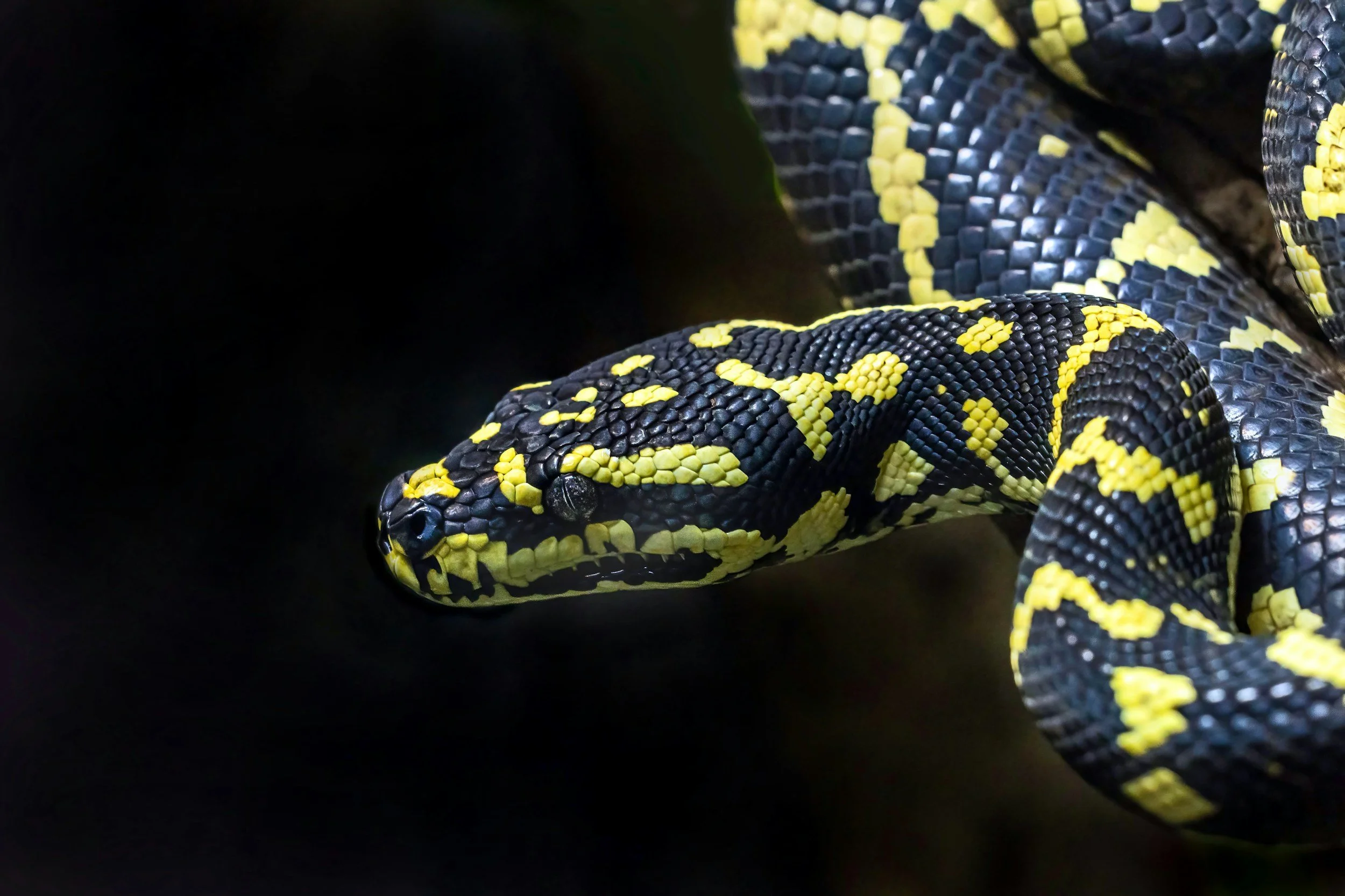 The one with the snakes