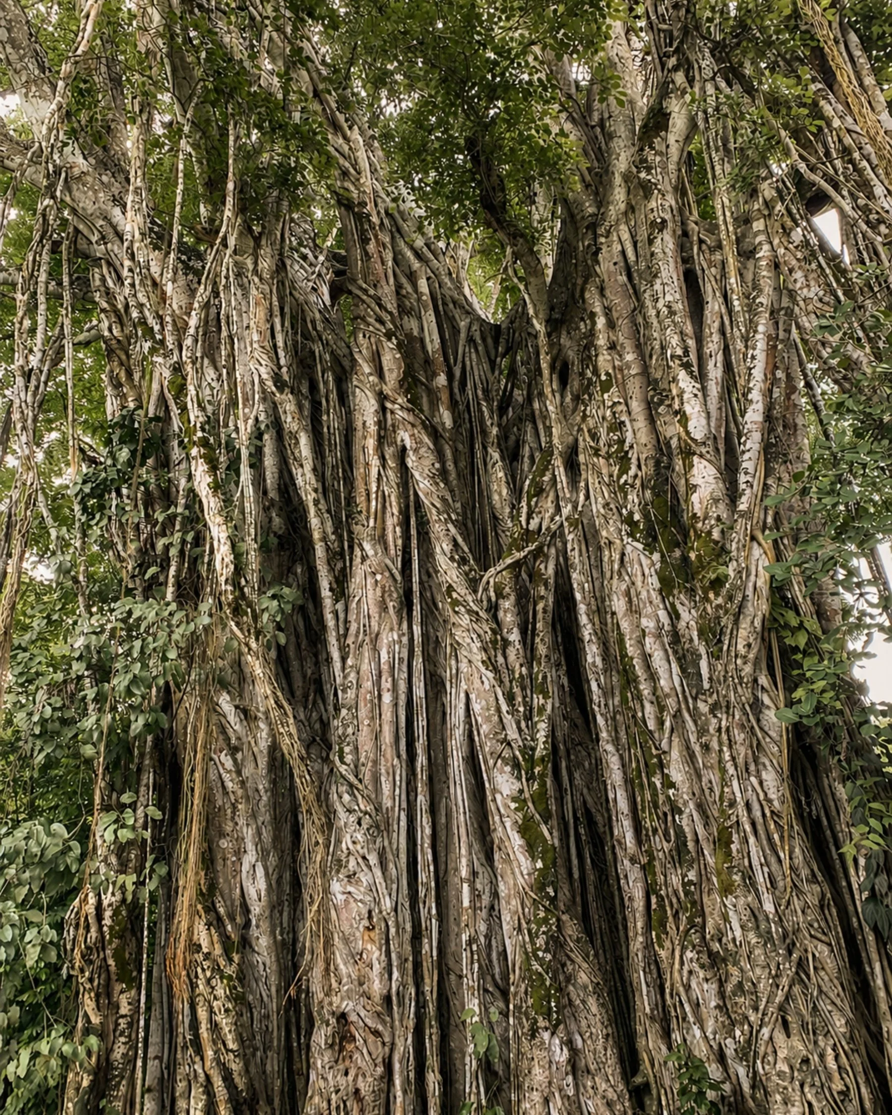 Ancient tropical tree with intertwined roots in Cabuya, Costa Rica.
