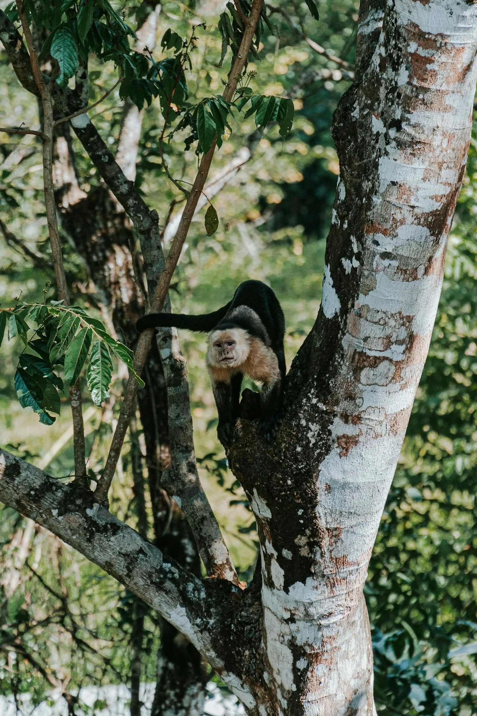 White-faced capuchin monkey in the tropical rainforest near Santa Teresa, one of Costa Rica's native wildlife species.