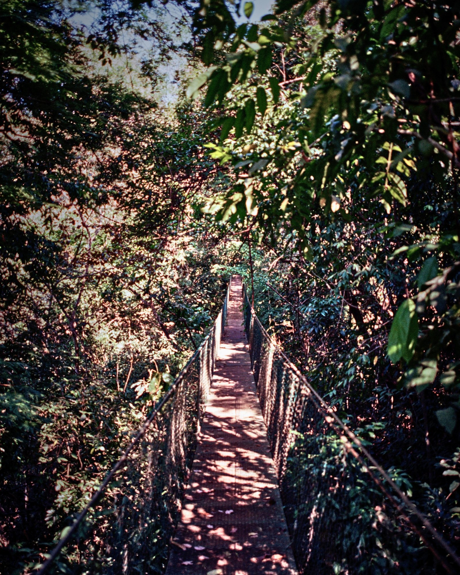 Suspension bridge on the trail to the Montezuma Waterfalls near Santa Teresa, Costa Rica.