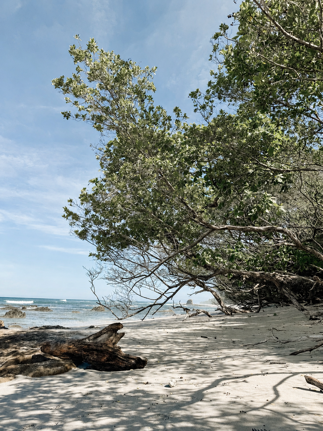 Quiet beach in Santa Teresa with tropical trees, soft sand and filtered sunlight.