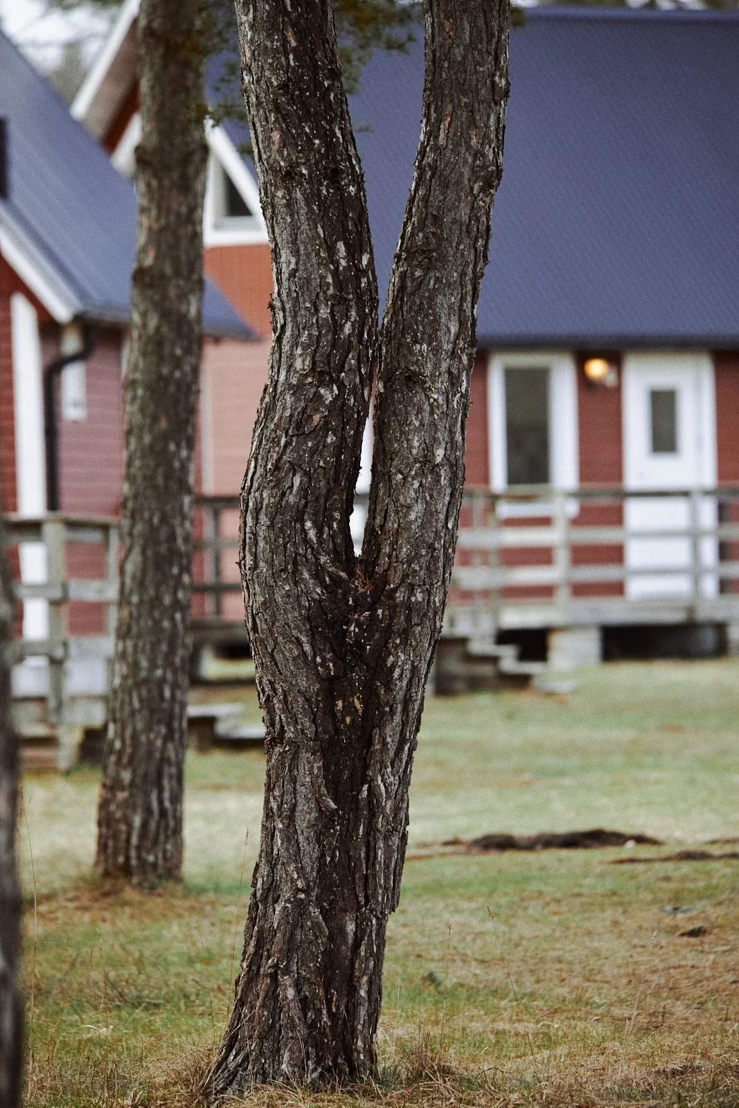 Tree in foreground with red buildings and grass in background
fin natur där våra stugor är
