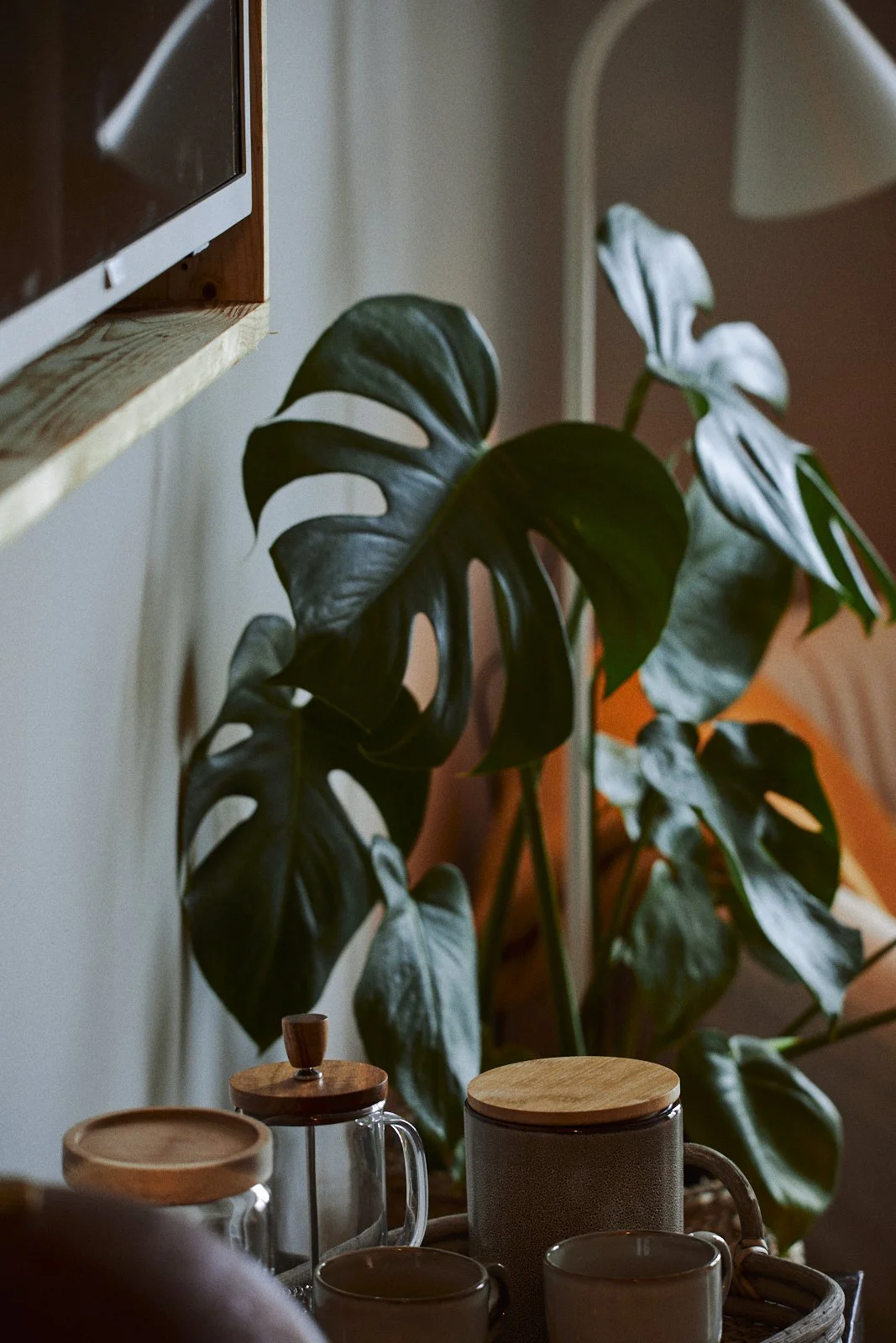 Monstera växt bredvid kaffeservis med muggar, burk och fransk press på bricka.