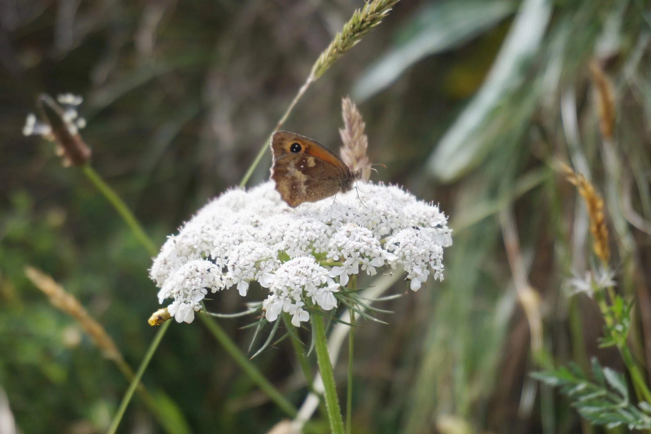 Image d'un papillon furtif, crédits photos : vincentcoulon.art
