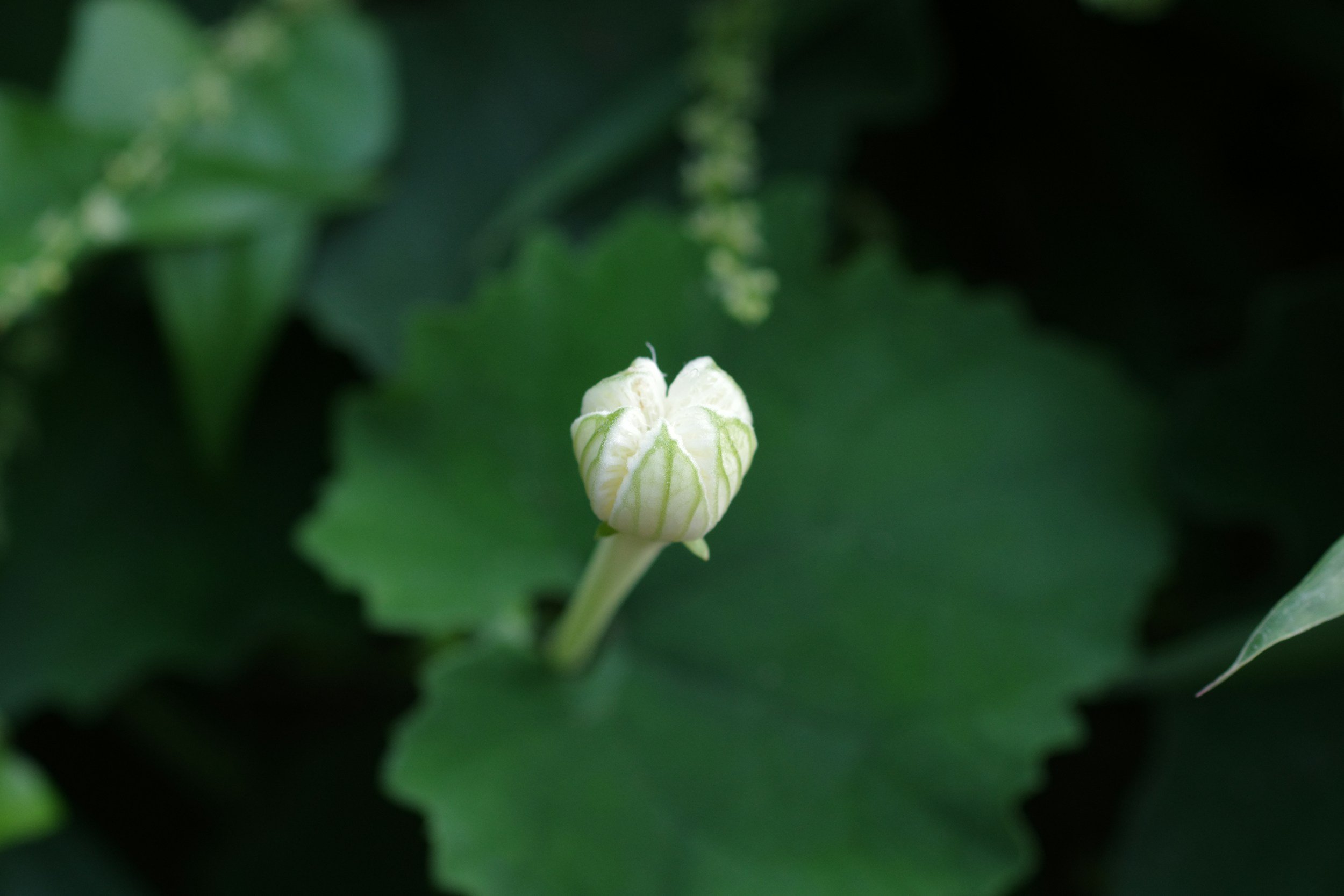 A still life arrangement featuring green leafy eucalyptus in a textured stone vase, accompanied by three lit candles of varying height and smooth stones on a woven beige mat against a wooden wall background, with sunlight casting shadows.