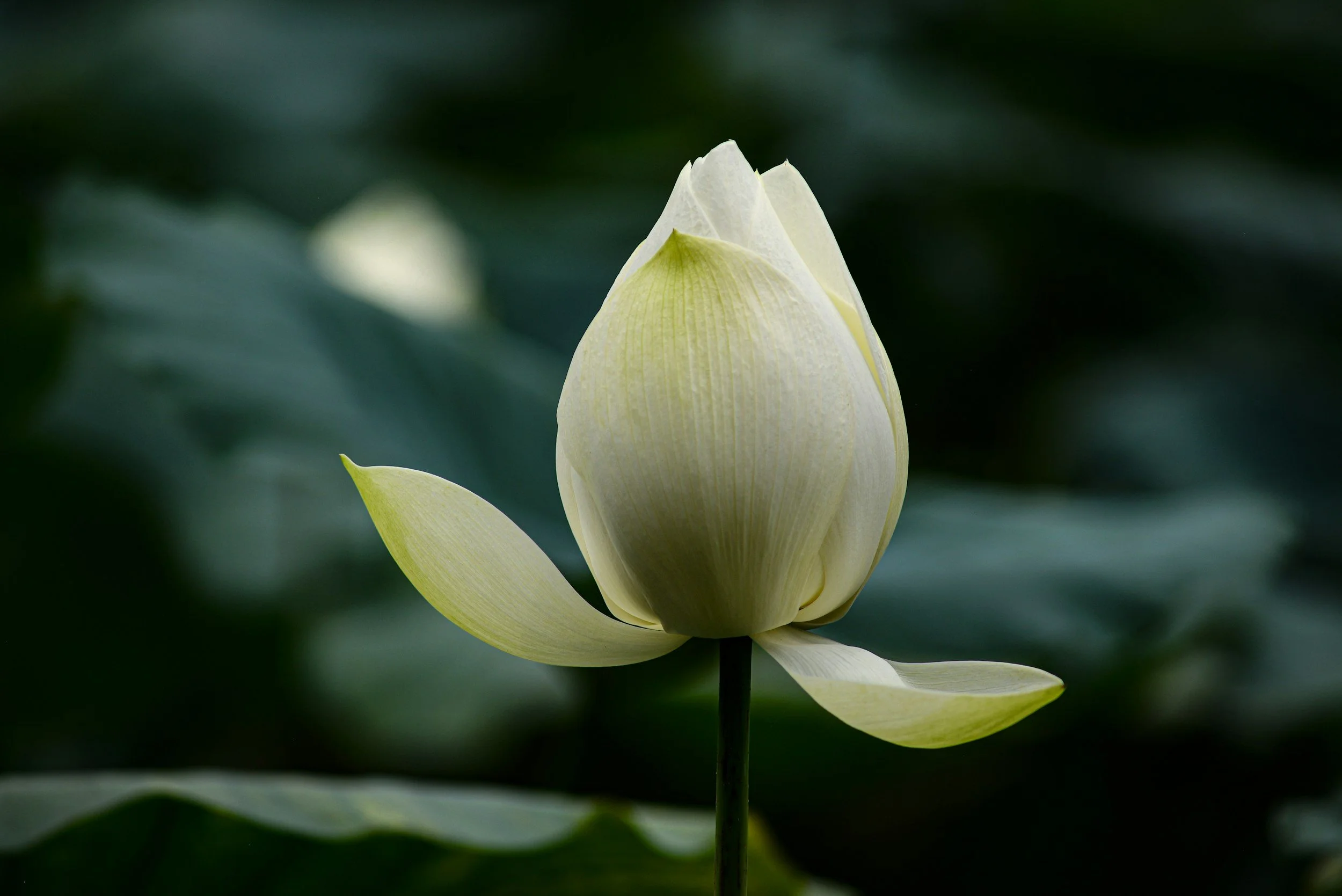 Spa-like scene with stacked rolled white towel, lit white candles, smooth gray stones, green foliage, and textured neutral-colored background.