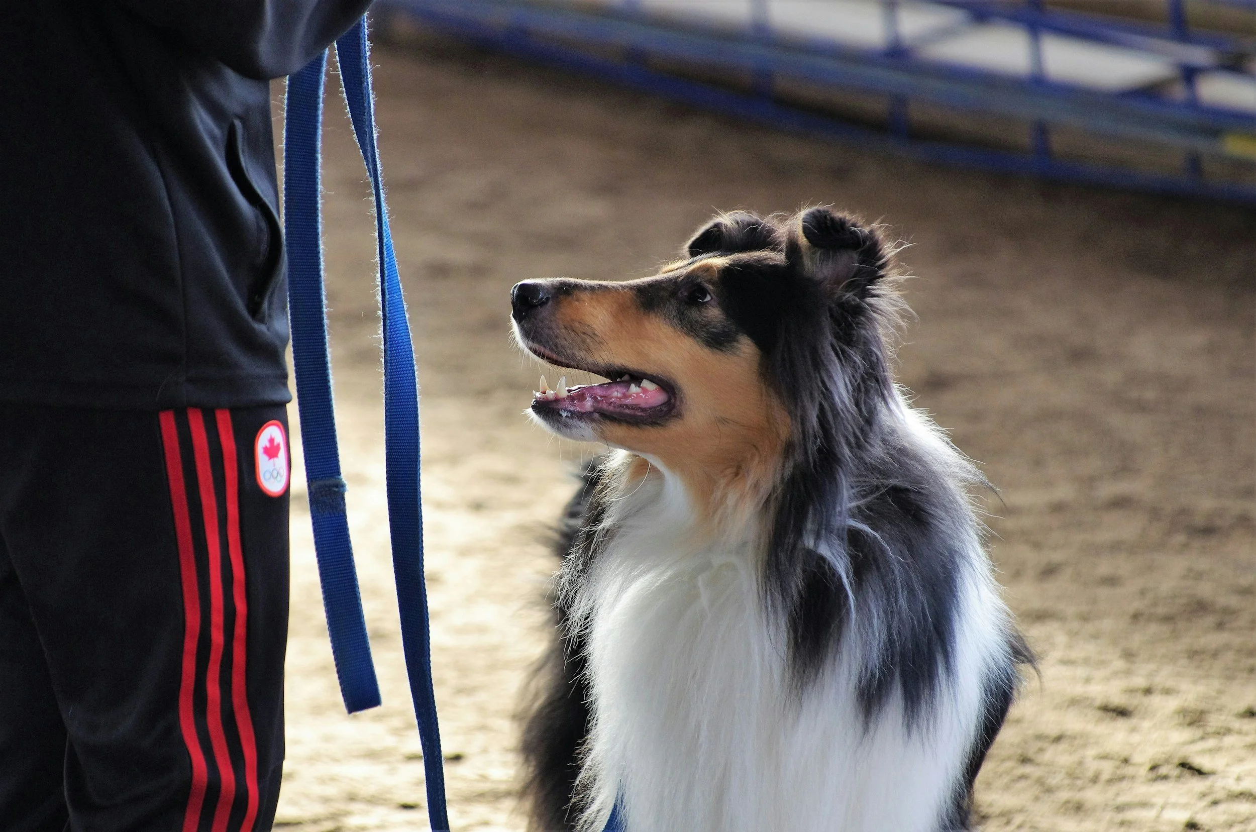 Why Working with a Dog Trainer Should Be Your First Step, Not Your Last Resort