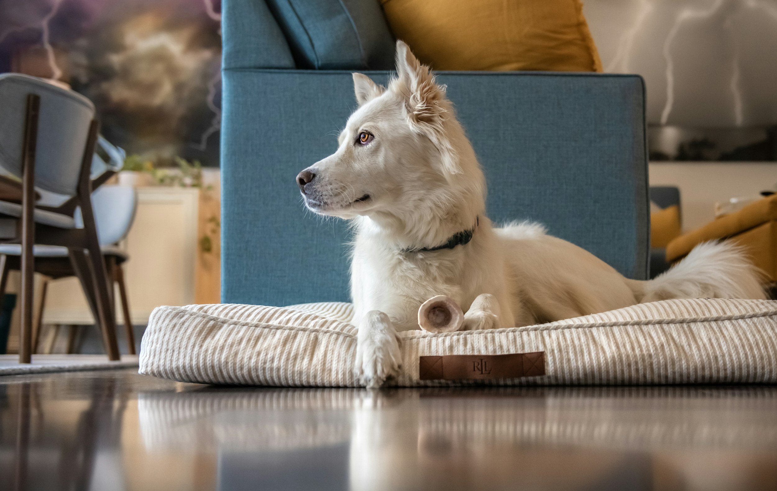 My Dog Can’t Have Separation Anxiety, They…