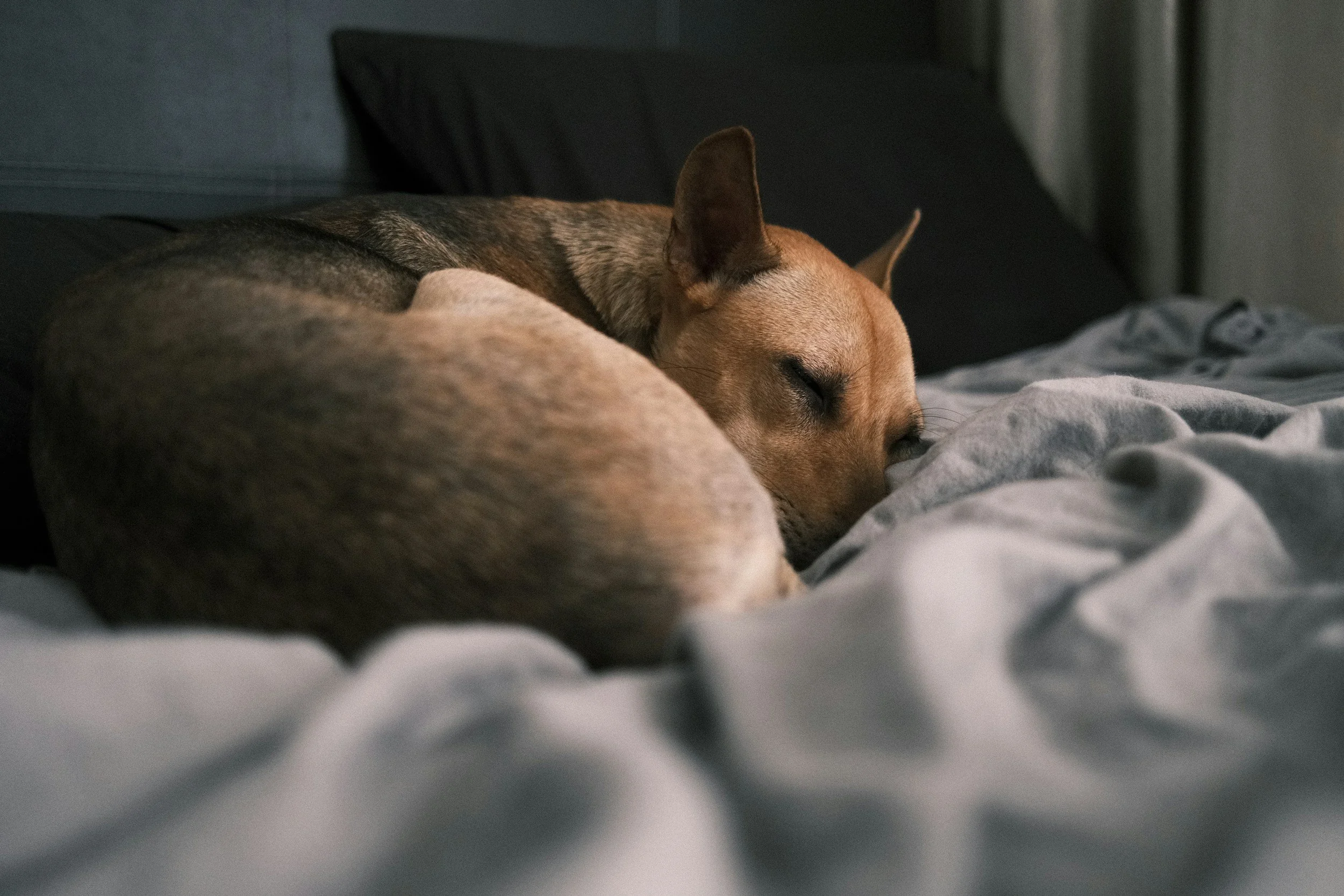 Why Your Dog’s Separation Anxiety Training Isn’t Working (And How to Fix It)