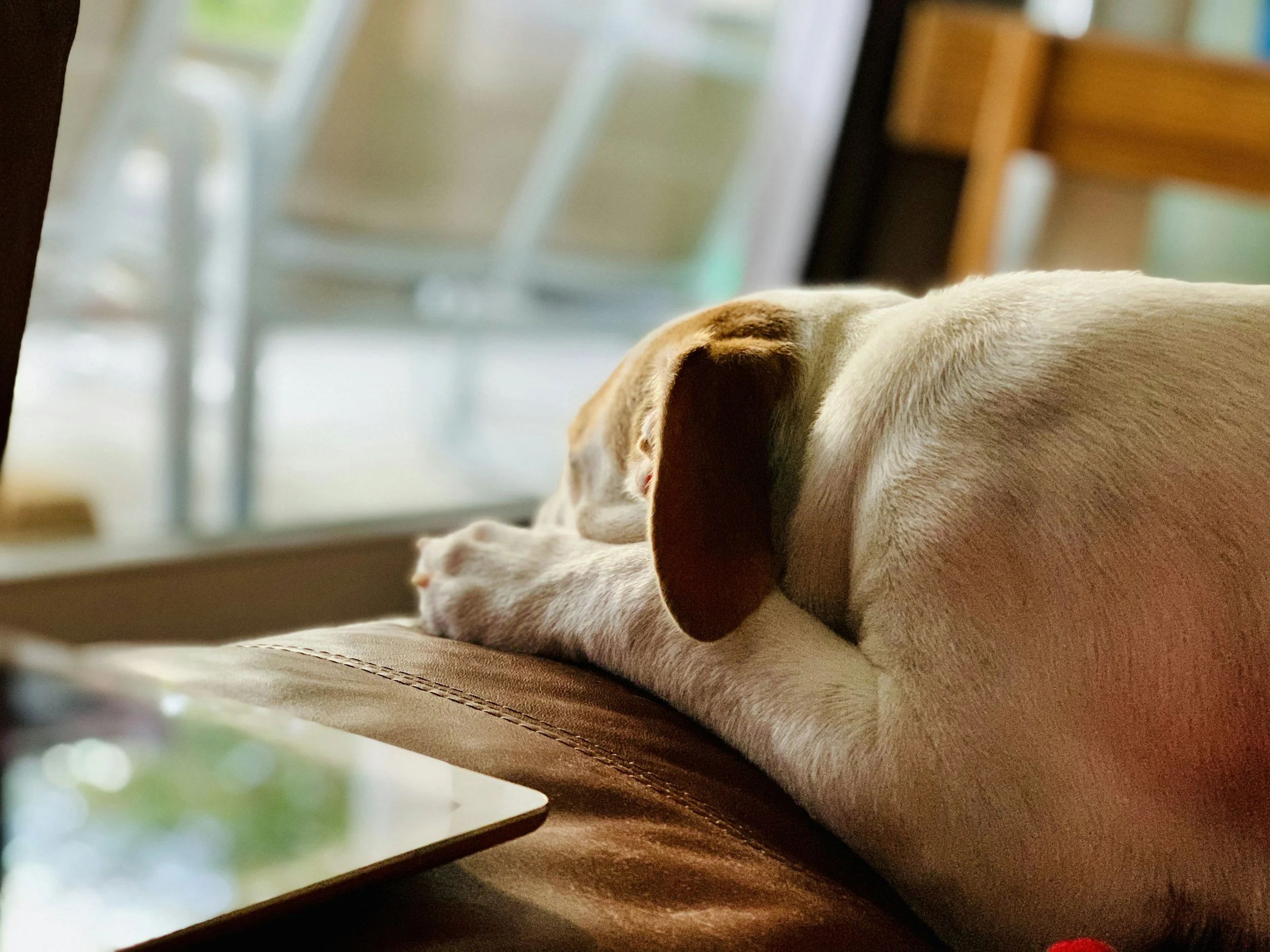 Why Your Dog Struggles With Separation Anxiety Training After Busy Days  (And How to Help Them Settle)