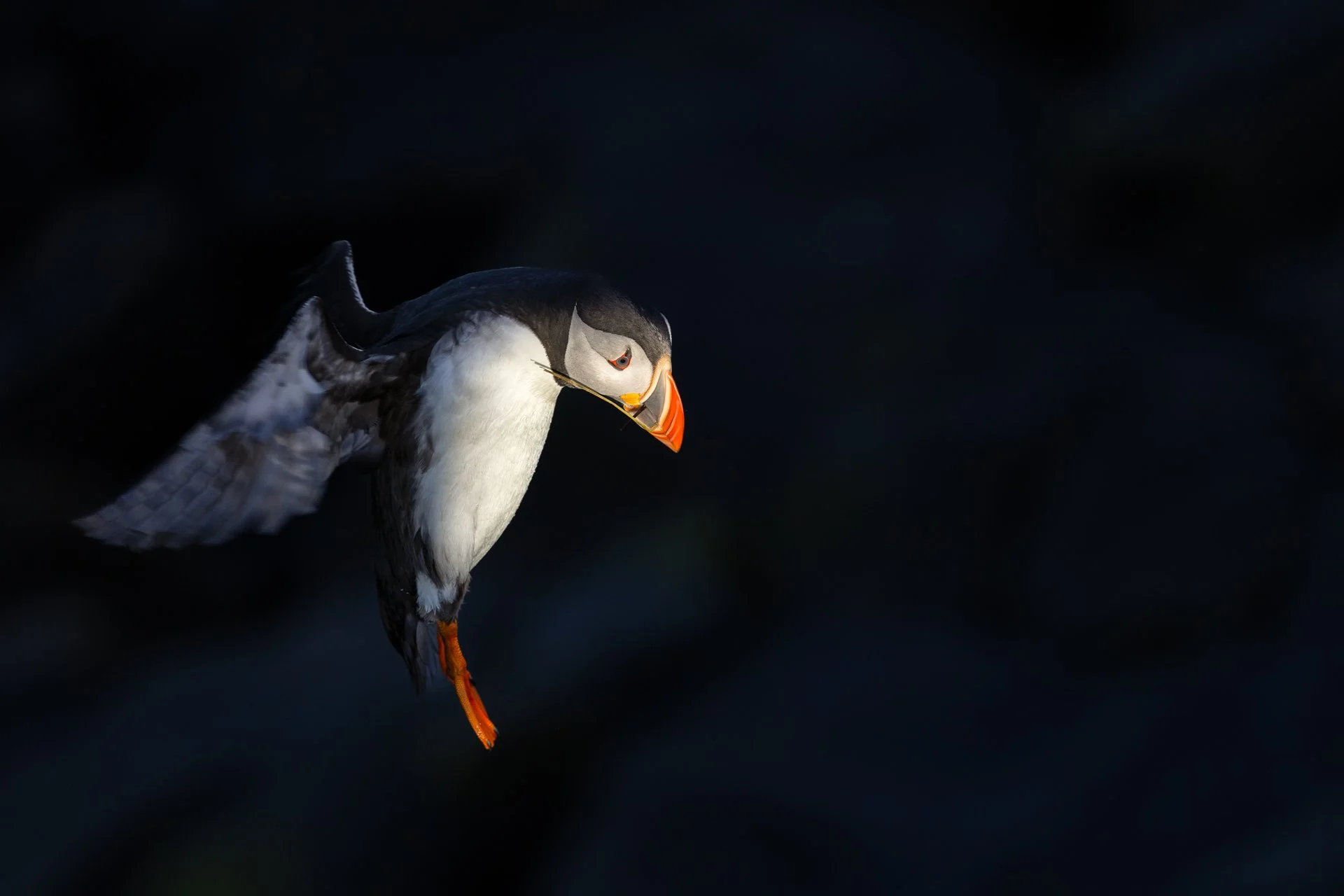 However, most puffins that you see approaching and try to photograph are not carrying fish. Often they bring nothing at all, sometimes just a single plant stem.

#puffin #wildlife #iceland