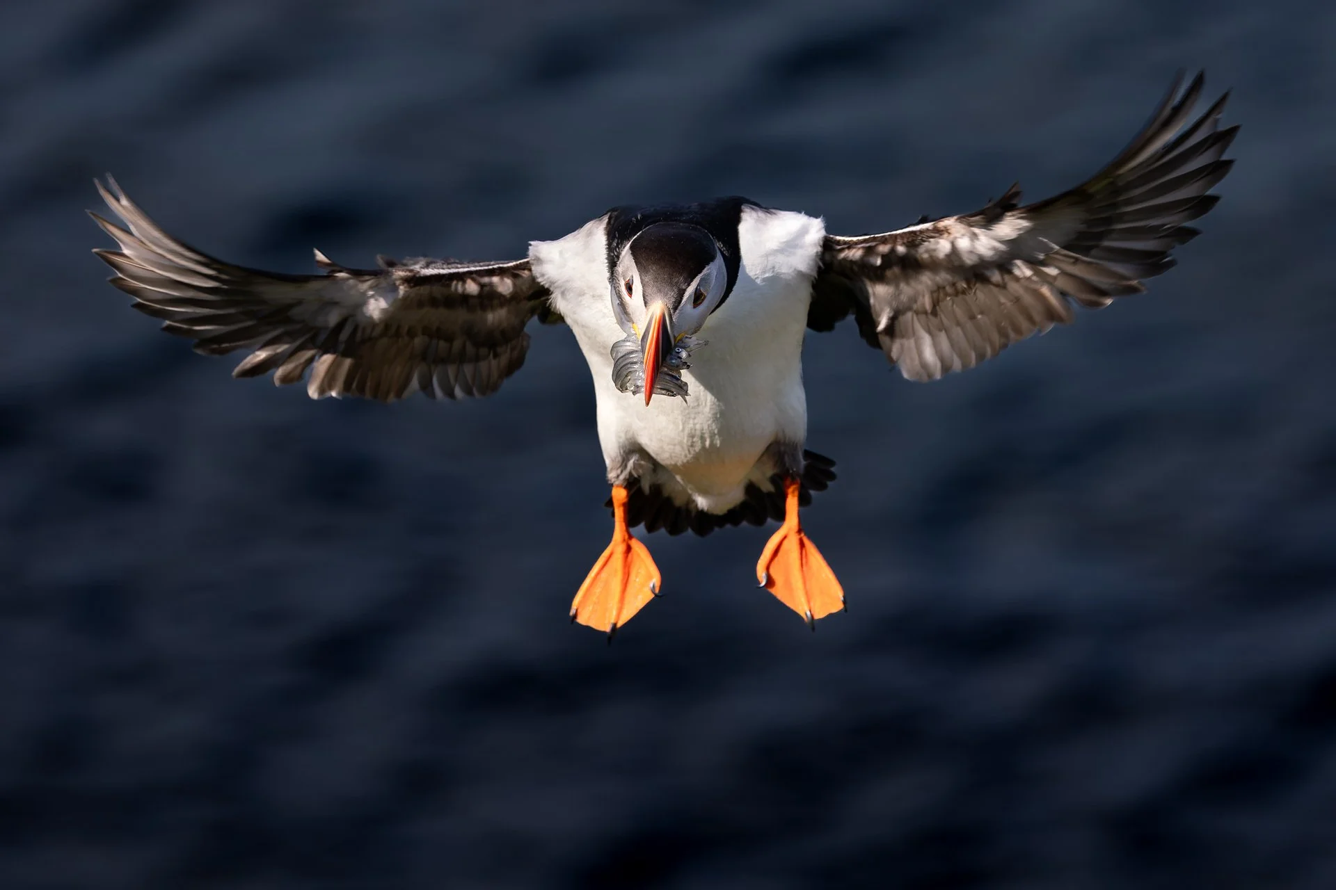 Especially in the evening hours, puffins can be observed bringing small fish to their nesting burrows with their young.

#puffins #wildlife #iceland