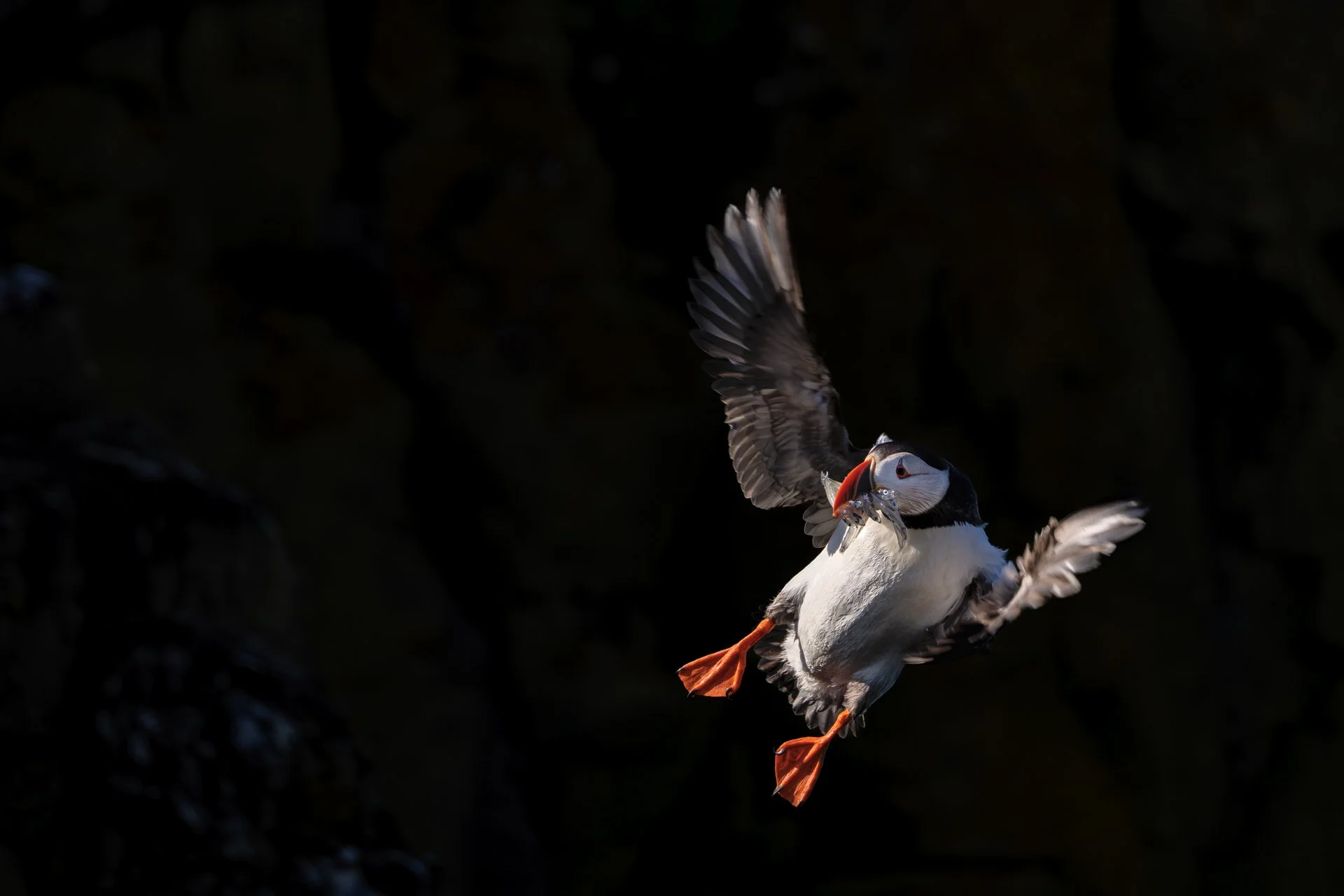 Puffins can carry large numbers of fish in their beaks; ten fish at a time is not uncommon. They feed their young mainly on sand eels and small herring. However, overfishing and climate change are leading to decreasing fish stocks, which is increasin