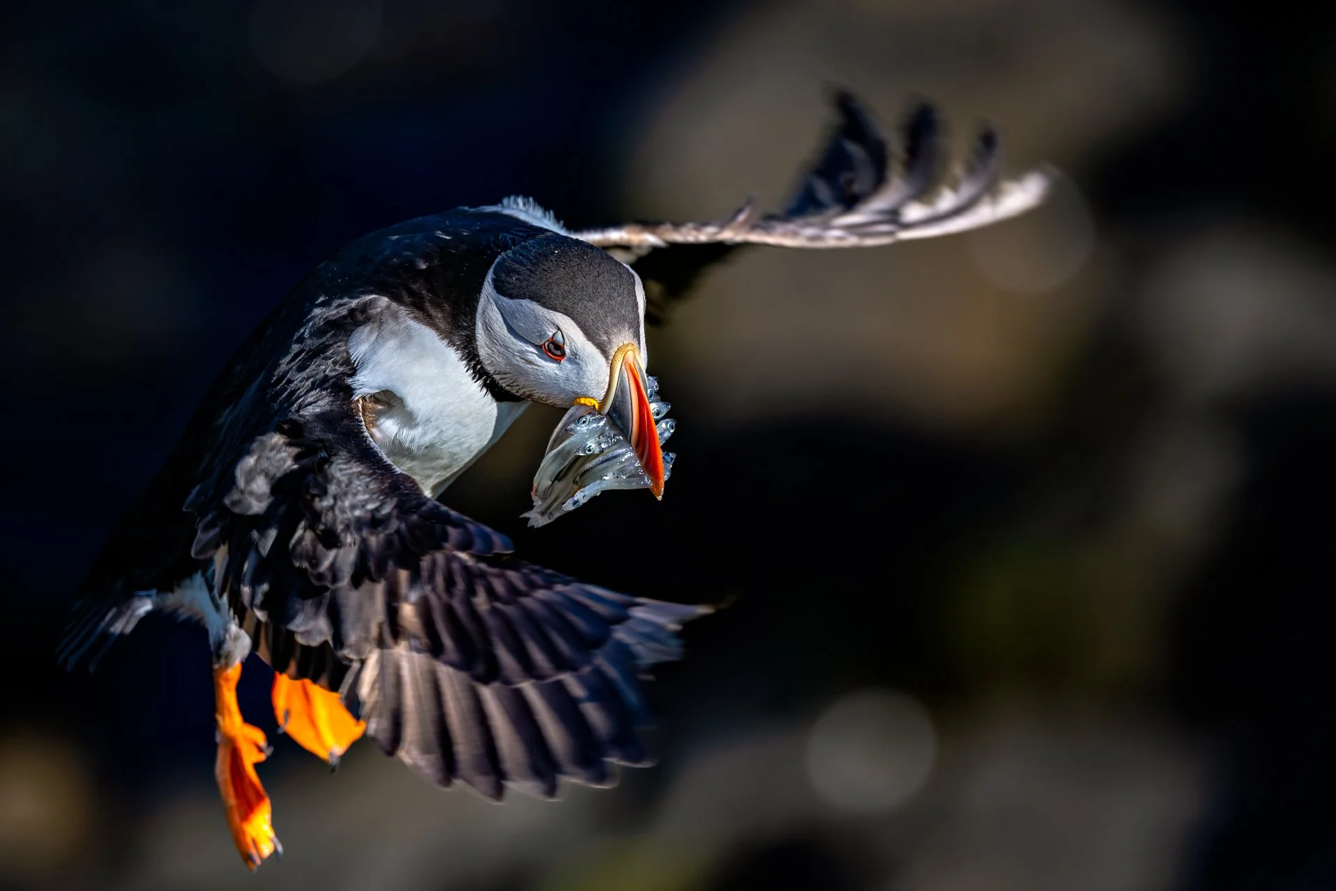 There isn't much time for taking photos: the quite clumsy-looking puffins try to get the fish to their breeding burrows as quickly and directly as possible. Seagulls are often nearby and try to snatch their prey in flight.

#puffin #wildlife #iceland