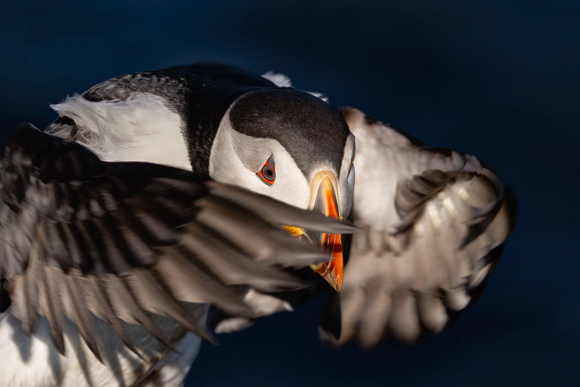 In summer, thousands of breeding pairs of puffins can be observed allong Icelands coastline. But even with these impressive sights, the global population of this species is a cause for concern: Unfortunately, populations throughout the North Atlantic