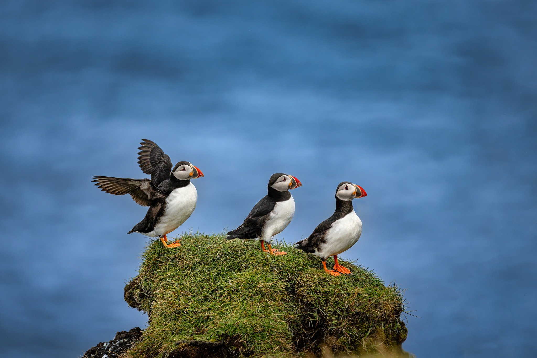 I hope to see many more of these funny and cute birds in Iceland this year. The chances are good, there are several million of them in Iceland. You can find them at the right time of the year on steep coasts, right by the ocean. They breed there in b