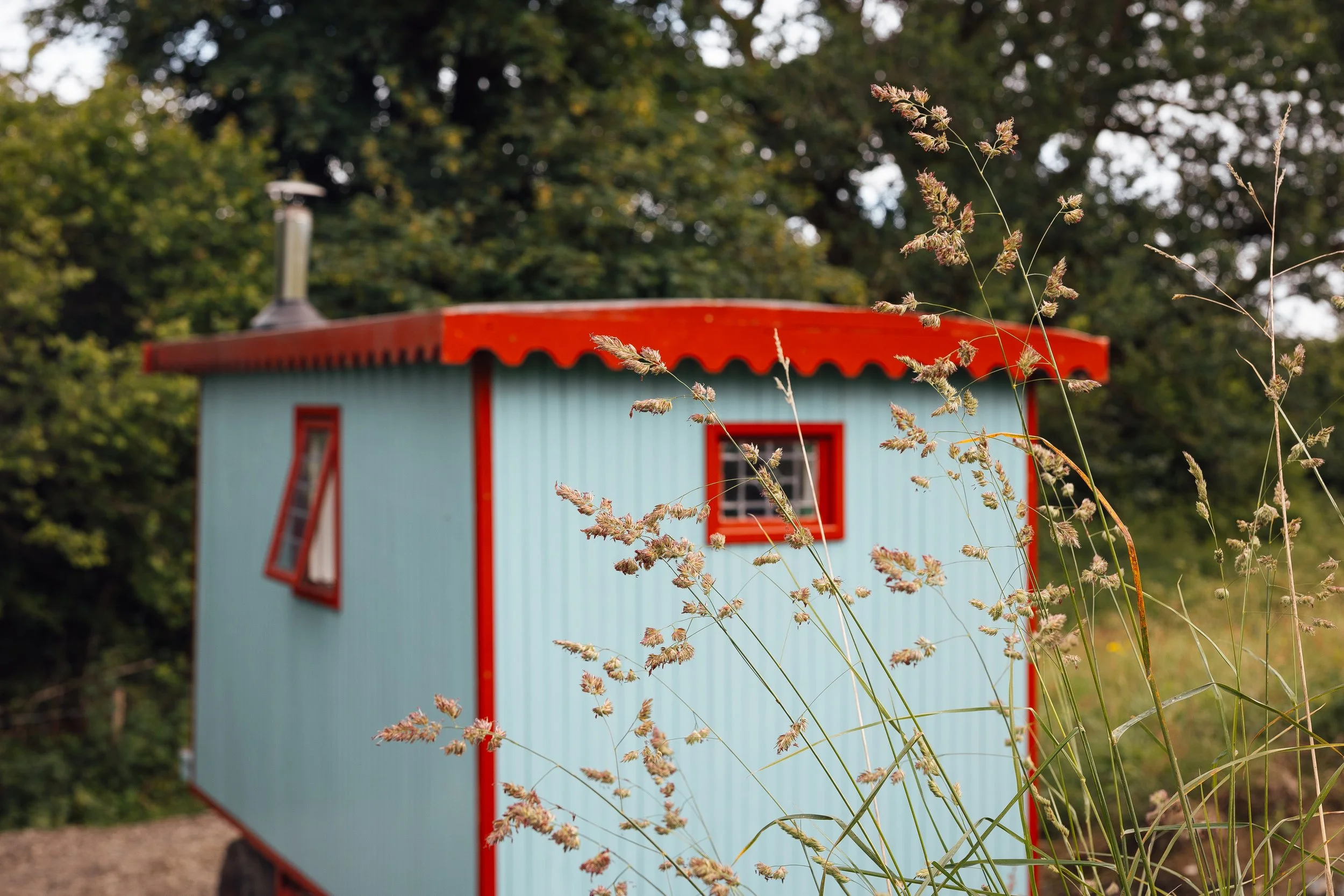 Small blue tiny wagon with red trim and roof, surrounded by greenery, with tall grass in the foreground.