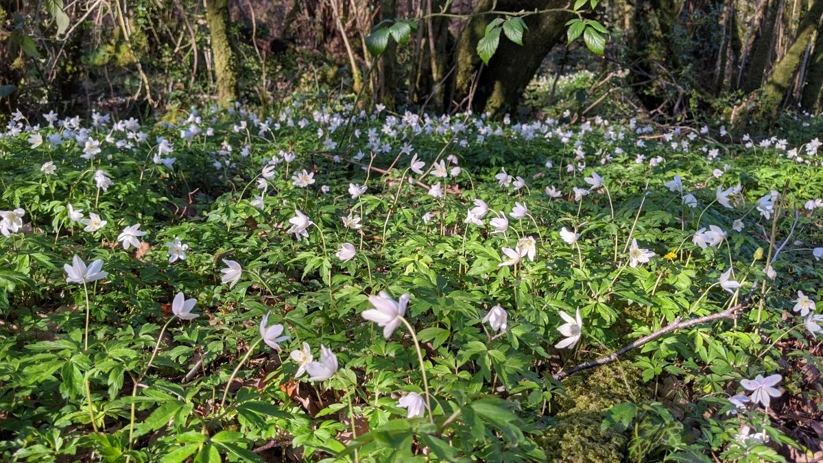 A forest floor covered with white wind flowers and green leaves, with trees in the background.