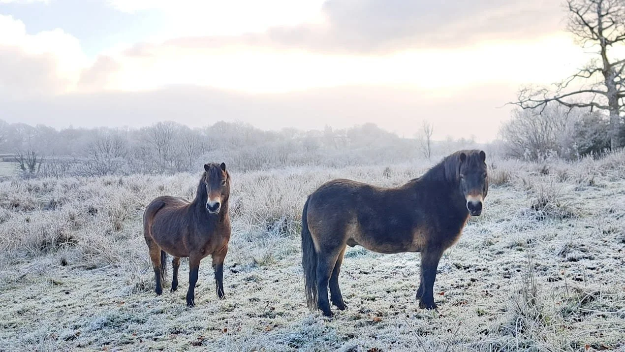 two Exmoor ponies standing in a snow covered field on a frosty morning