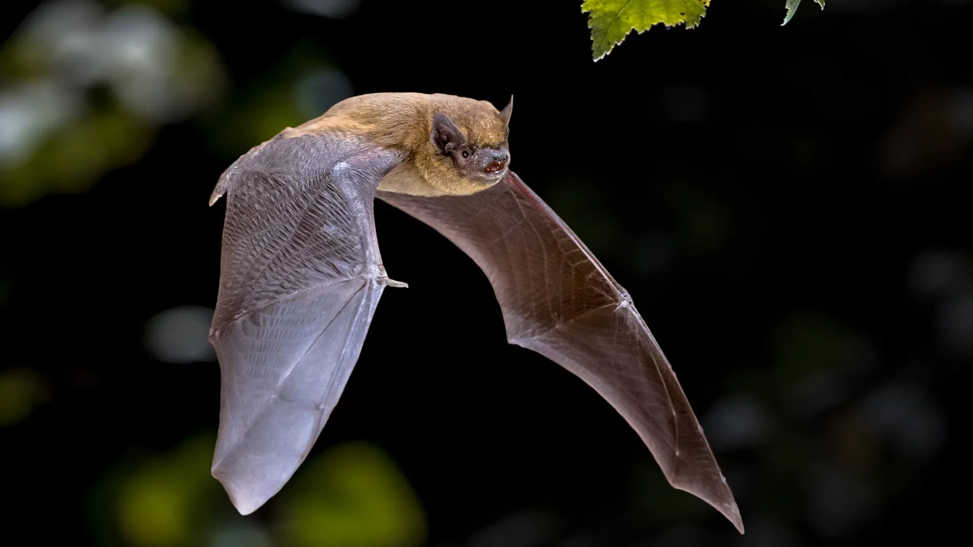Bat survey June 2023
