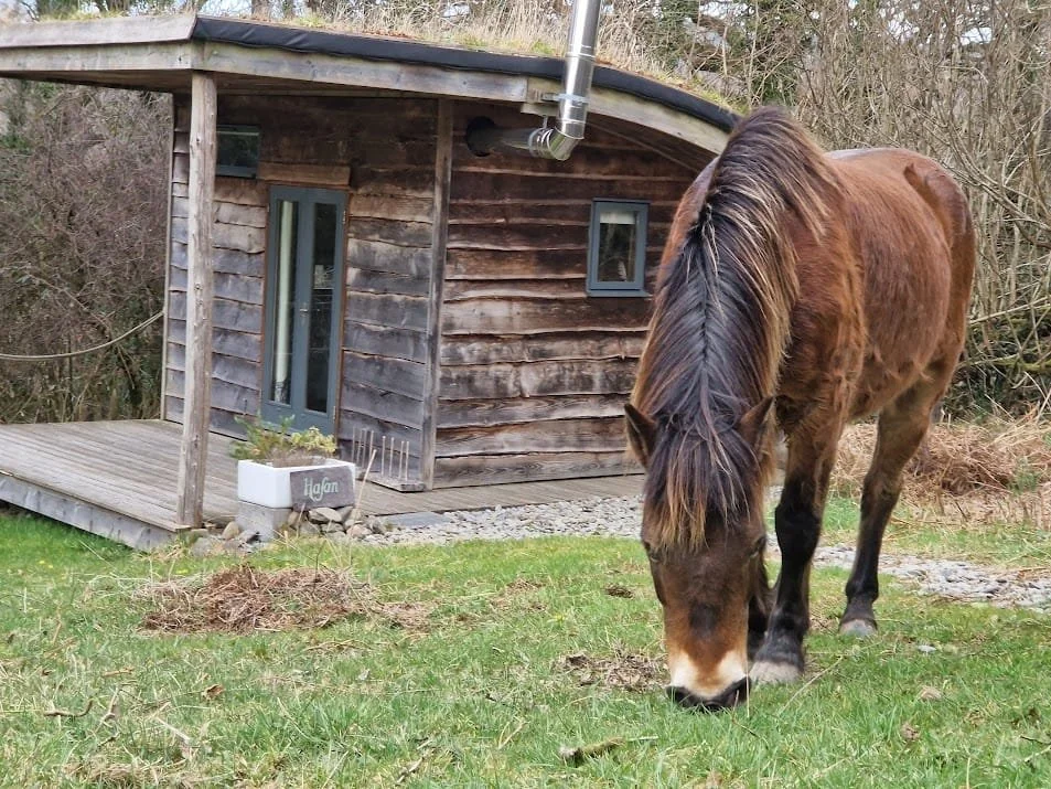 Croeso Nora/Welcome Nora, our fourth Exmoor pony March 2025