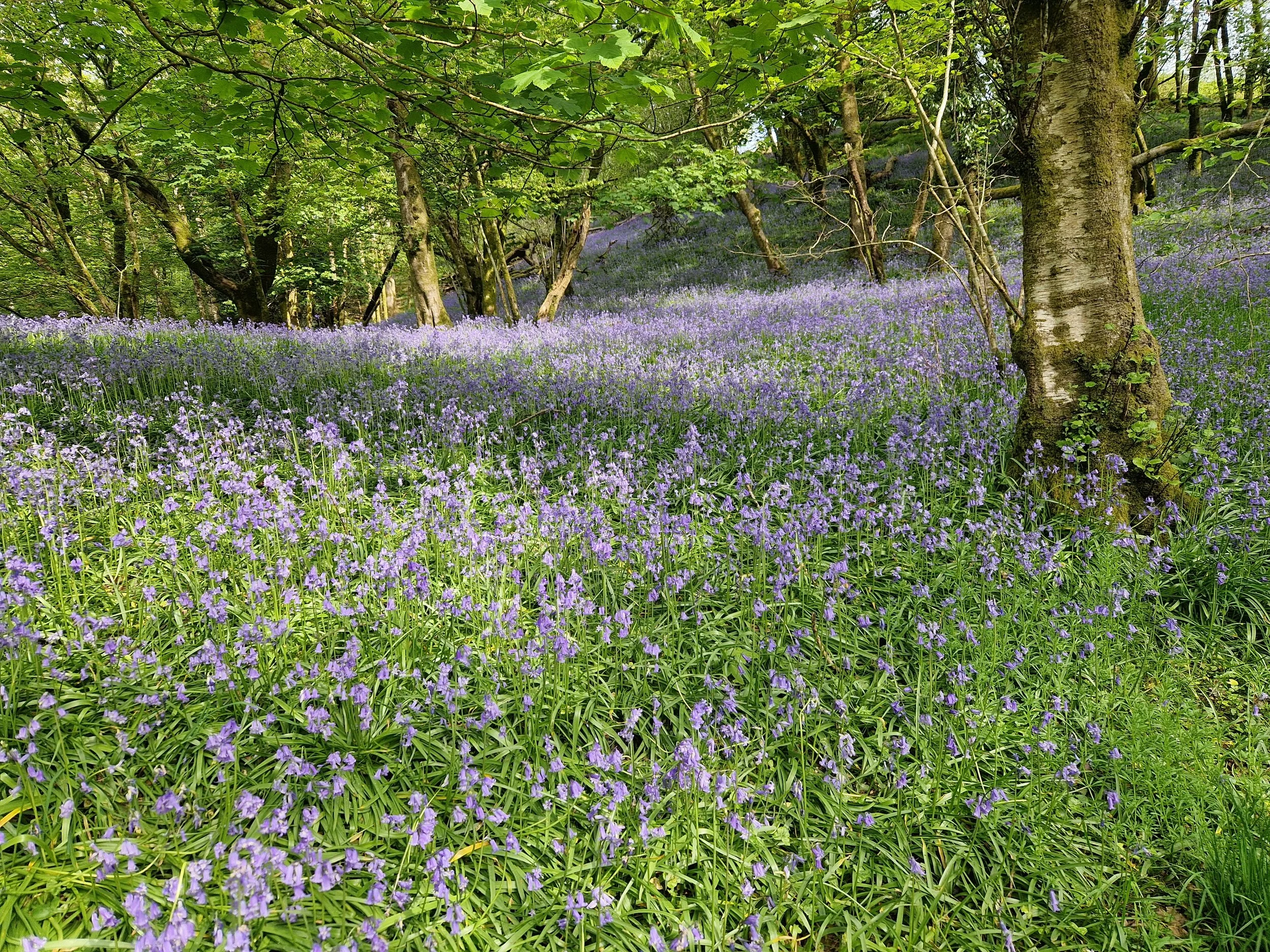 A lush forest with a carpet of blue bells covering the ground, green trees and foliage creating a serene woodland scene.
