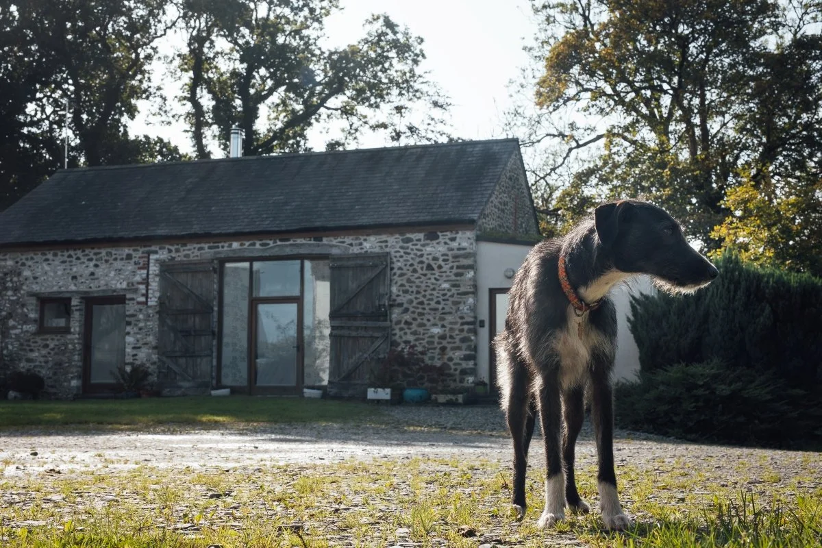 Stone frontage of Llwynbwch Barn with lurcher dog looking right in foreground. Exterior of barn showing french doors from living room with timber shutter and main entrance door; paved area and grass.