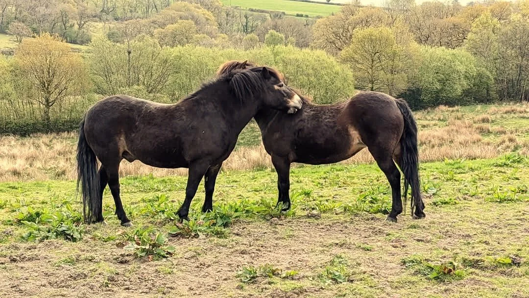 Two dark brown or black ponies standing in a grassy field, touching heads, with trees and a hilly landscape in the background.