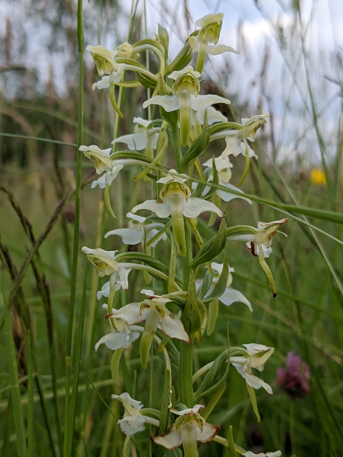 Greater butterfly orchids in the meadow at Llwynbwch Farm. A long green stem with smaller clusters of cream petals sprouting out in sections reminiscent of a butterfly's wings..