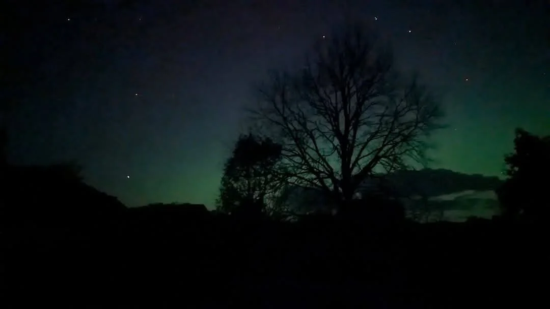 Night sky with stars and green aurora, silhouetted trees in foreground.