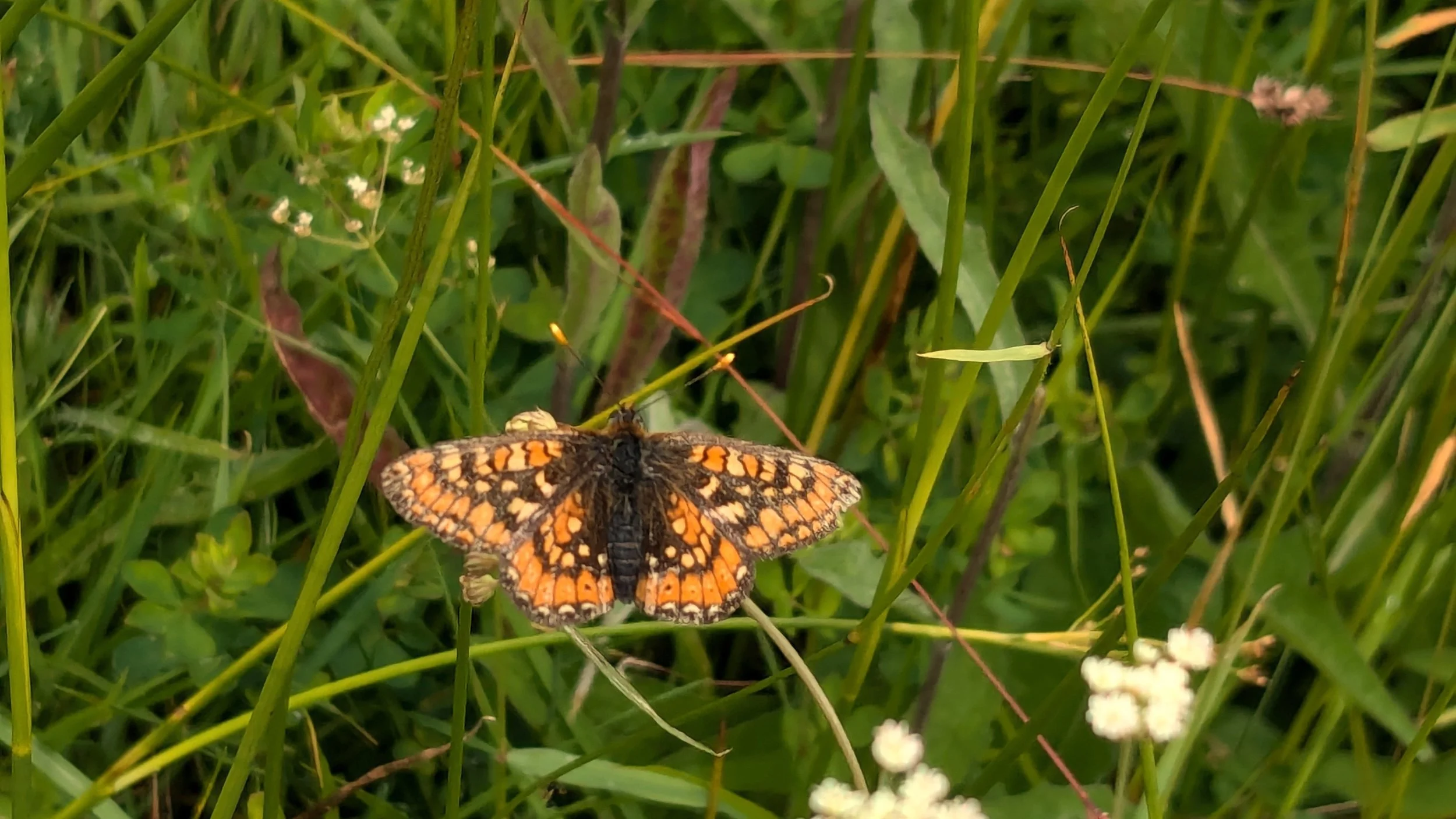 Orange, black, and white patterned Marsh fritillary butterfly resting on grass and small white flowers.